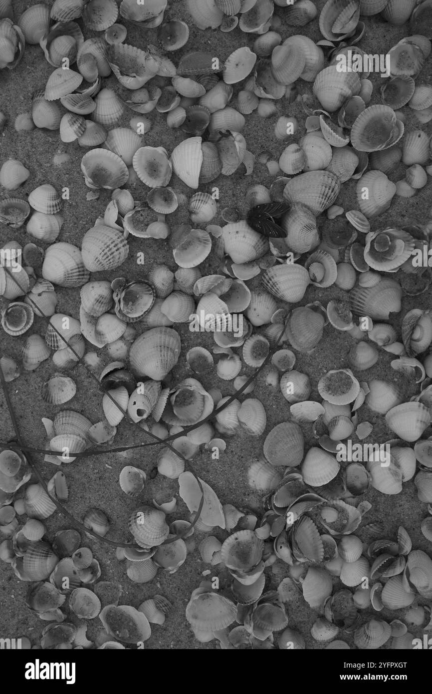 Ängelholm, Skåne, Svezia. 4 novembre 2024. Conchiglie sulla spiaggia. Foto Stock