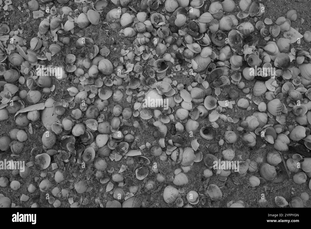 Ängelholm, Skåne, Svezia. 4 novembre 2024. Conchiglie sulla spiaggia. Foto Stock