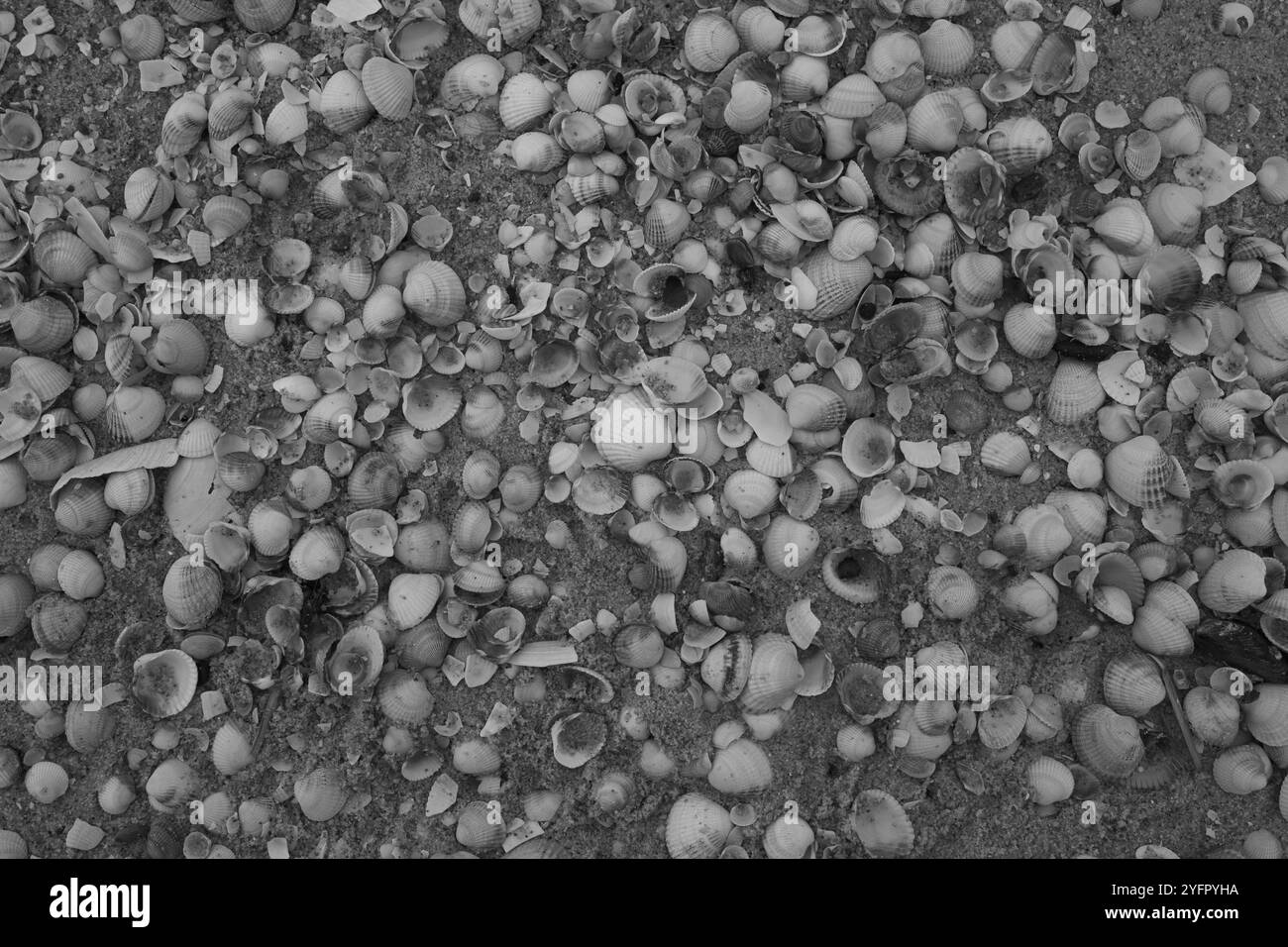 Ängelholm, Skåne, Svezia. 4 novembre 2024. Conchiglie sulla spiaggia. Foto Stock