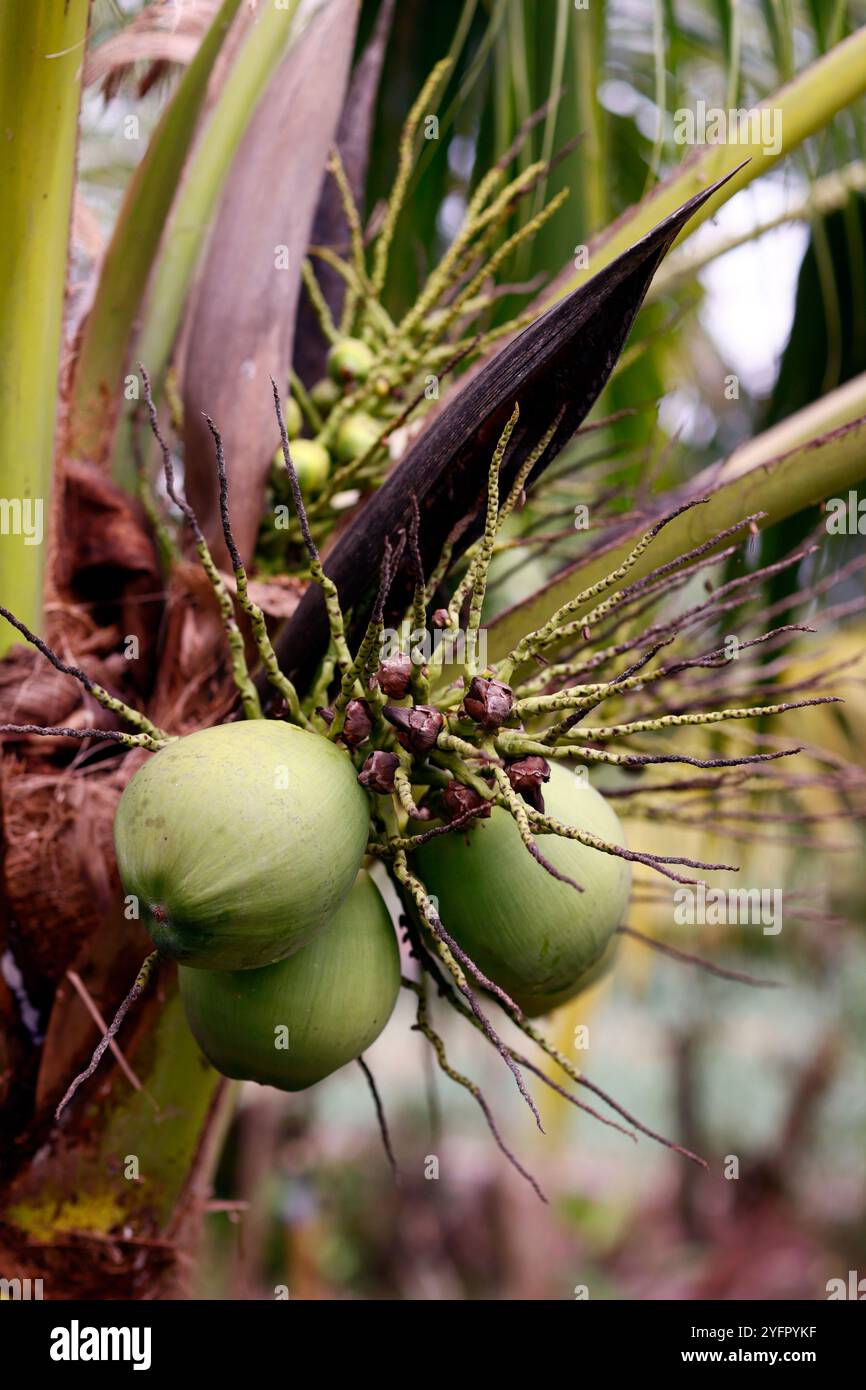 Cocco fresco su alberi in natura. Una provincia di Giang. Mekong Delta, Vietnam. Foto Stock