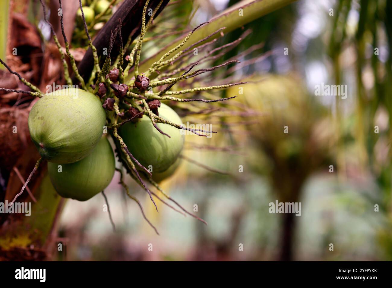 Cocco fresco su alberi in natura. Una provincia di Giang. Mekong Delta, Vietnam. Foto Stock