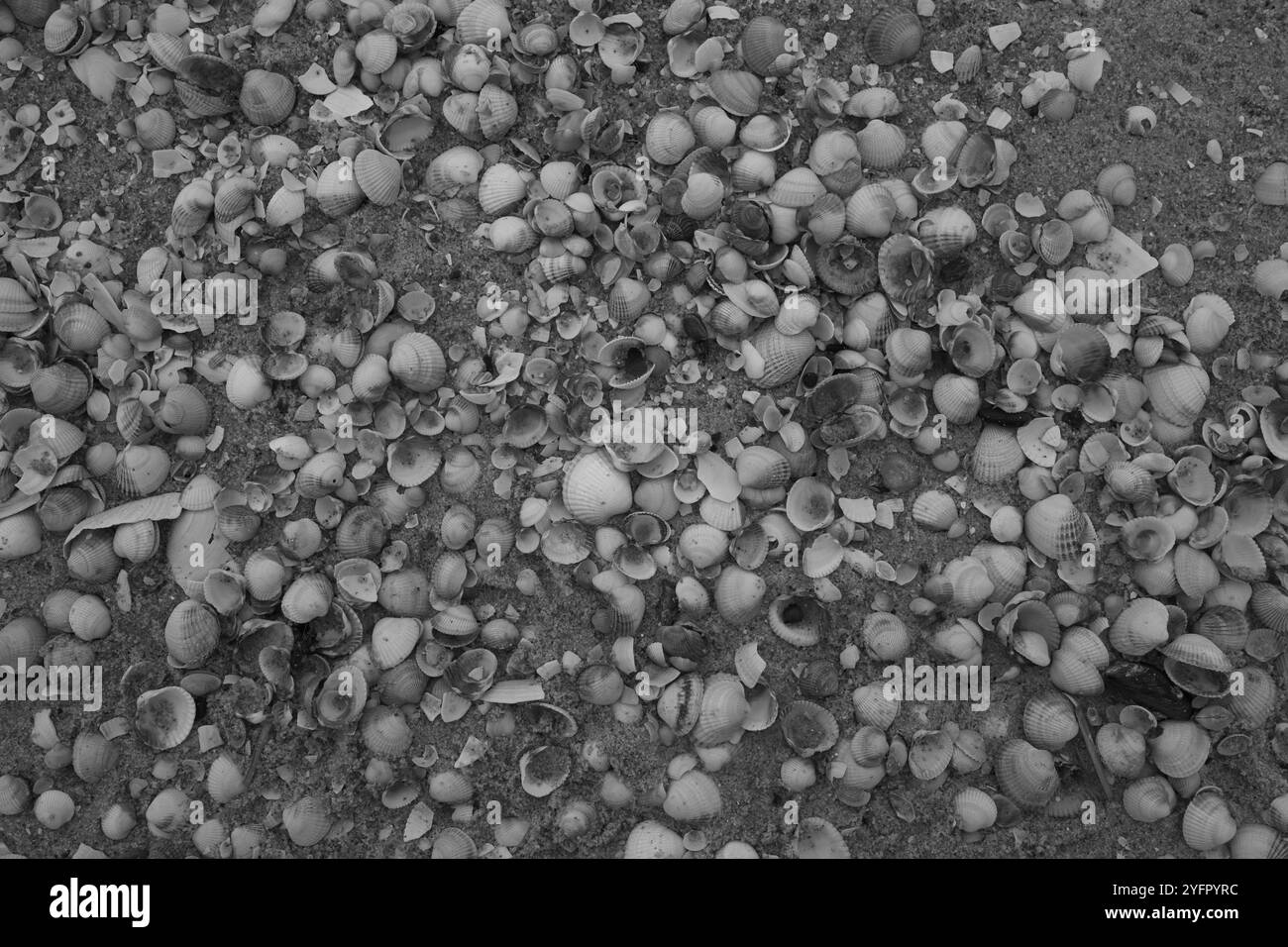 Ängelholm, Skåne, Svezia. 4 novembre 2024. Conchiglie sulla spiaggia. Foto Stock