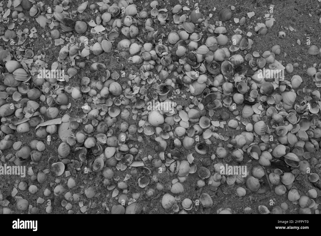 Ängelholm, Skåne, Svezia. 4 novembre 2024. Conchiglie sulla spiaggia. Foto Stock