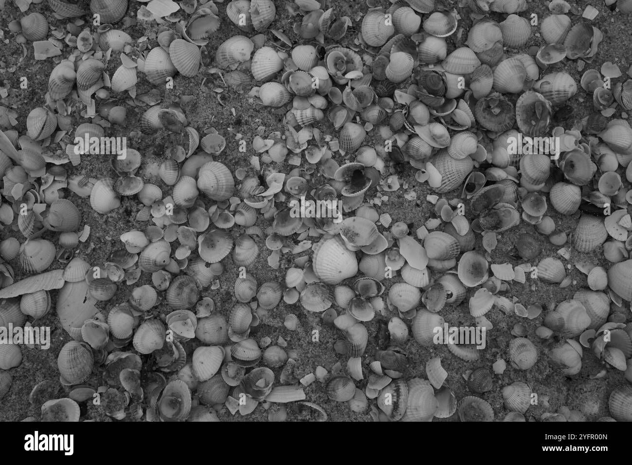 Ängelholm, Skåne, Svezia. 4 novembre 2024. Conchiglie sulla spiaggia. Foto Stock