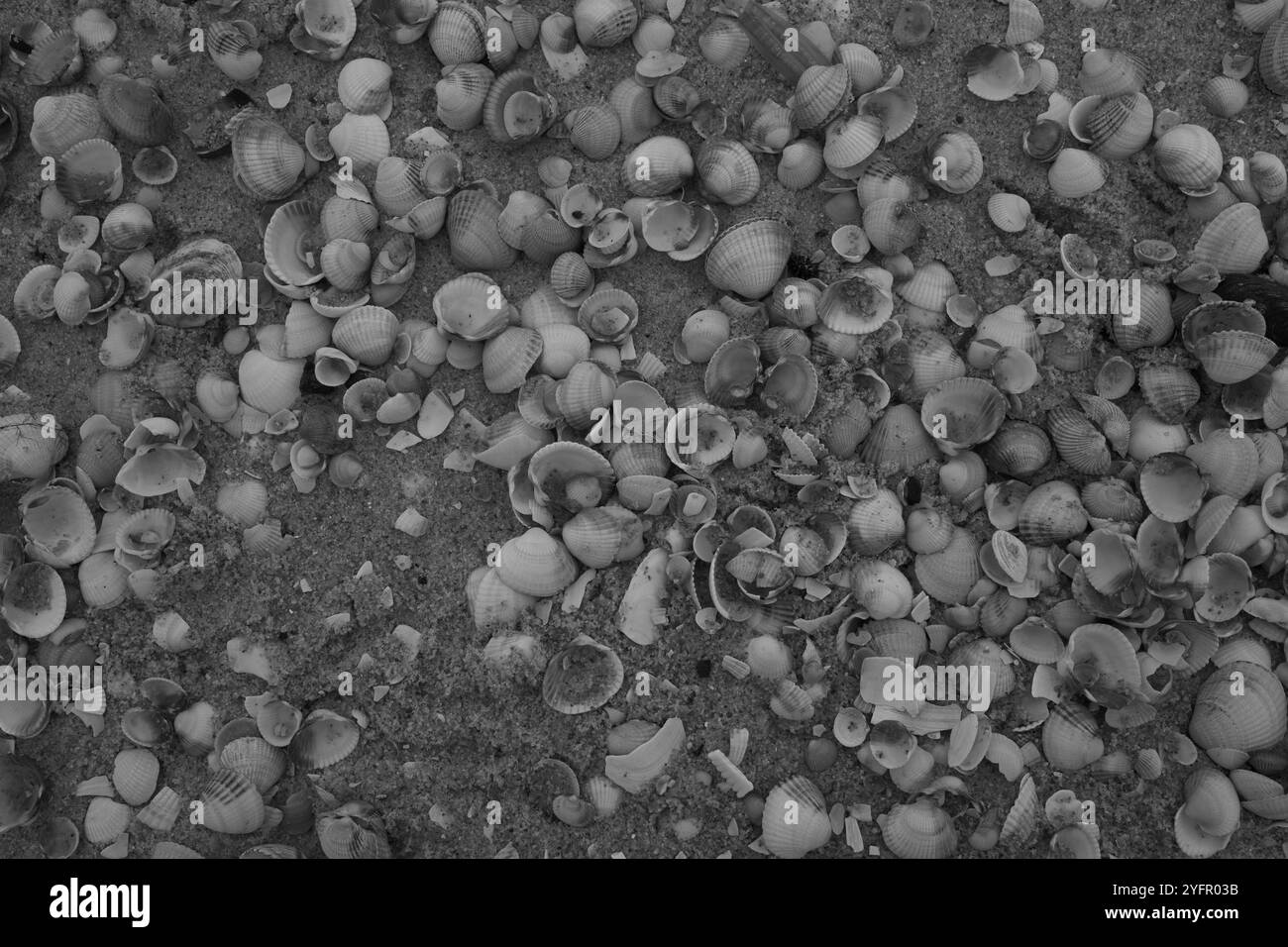 Ängelholm, Skåne, Svezia. 4 novembre 2024. Conchiglie sulla spiaggia. Foto Stock