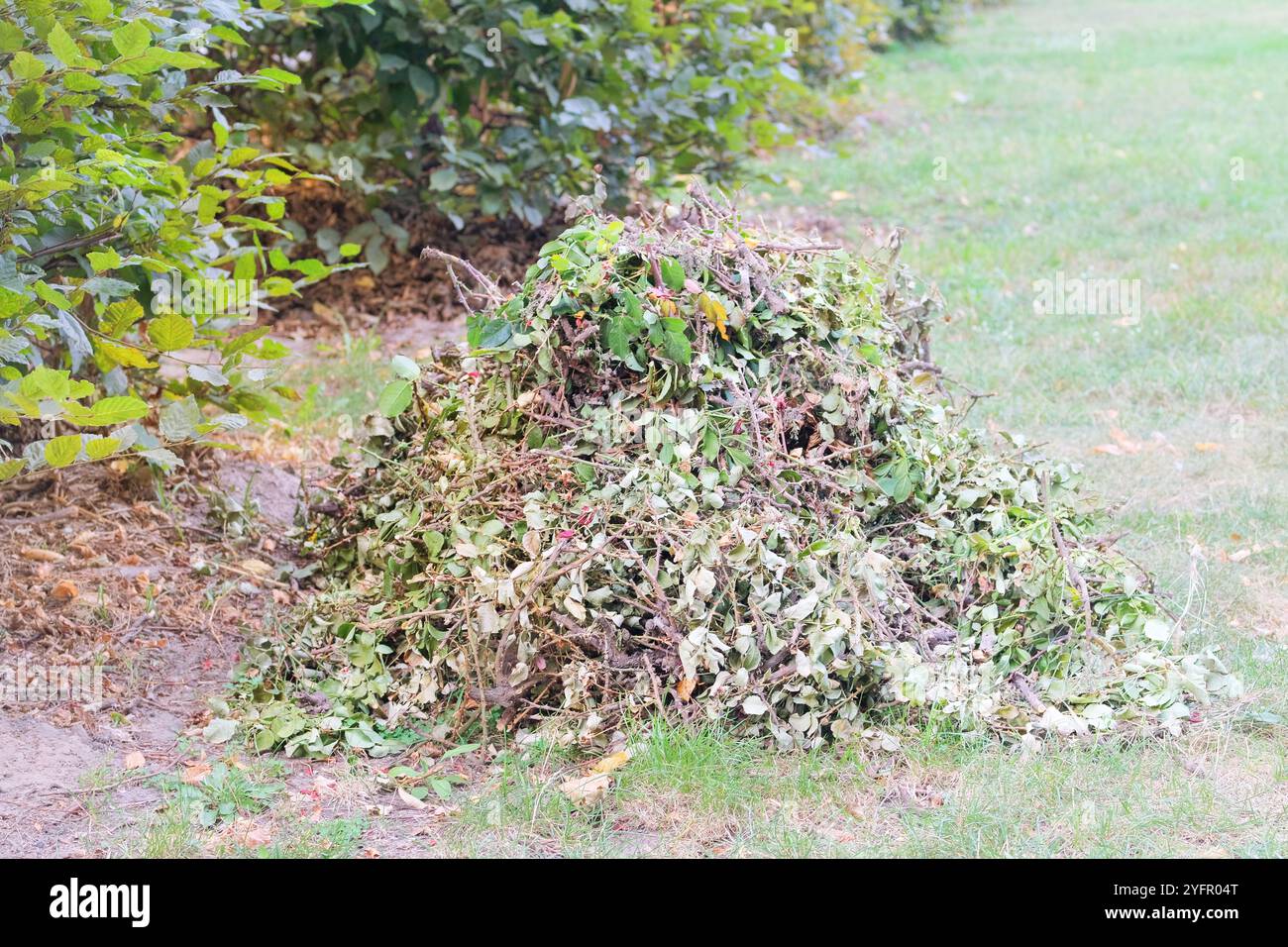 Potare cespugli di rose in giardino. Mucchio di rami tagliati nel parco. Giardinaggio e architettura paesaggistica. Foto Stock