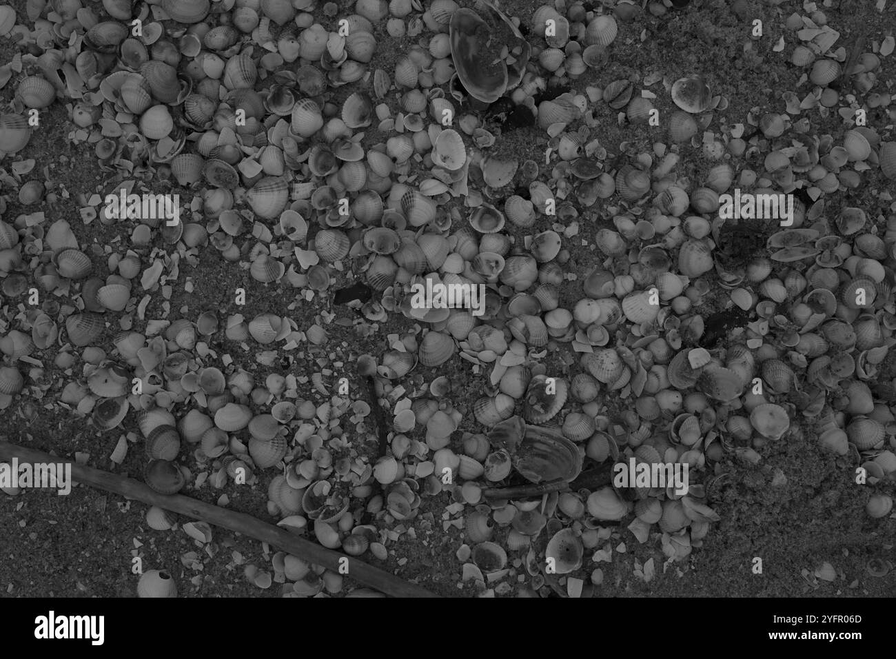 Ängelholm, Skåne, Svezia. 4 novembre 2024. Conchiglie sulla spiaggia. Foto Stock