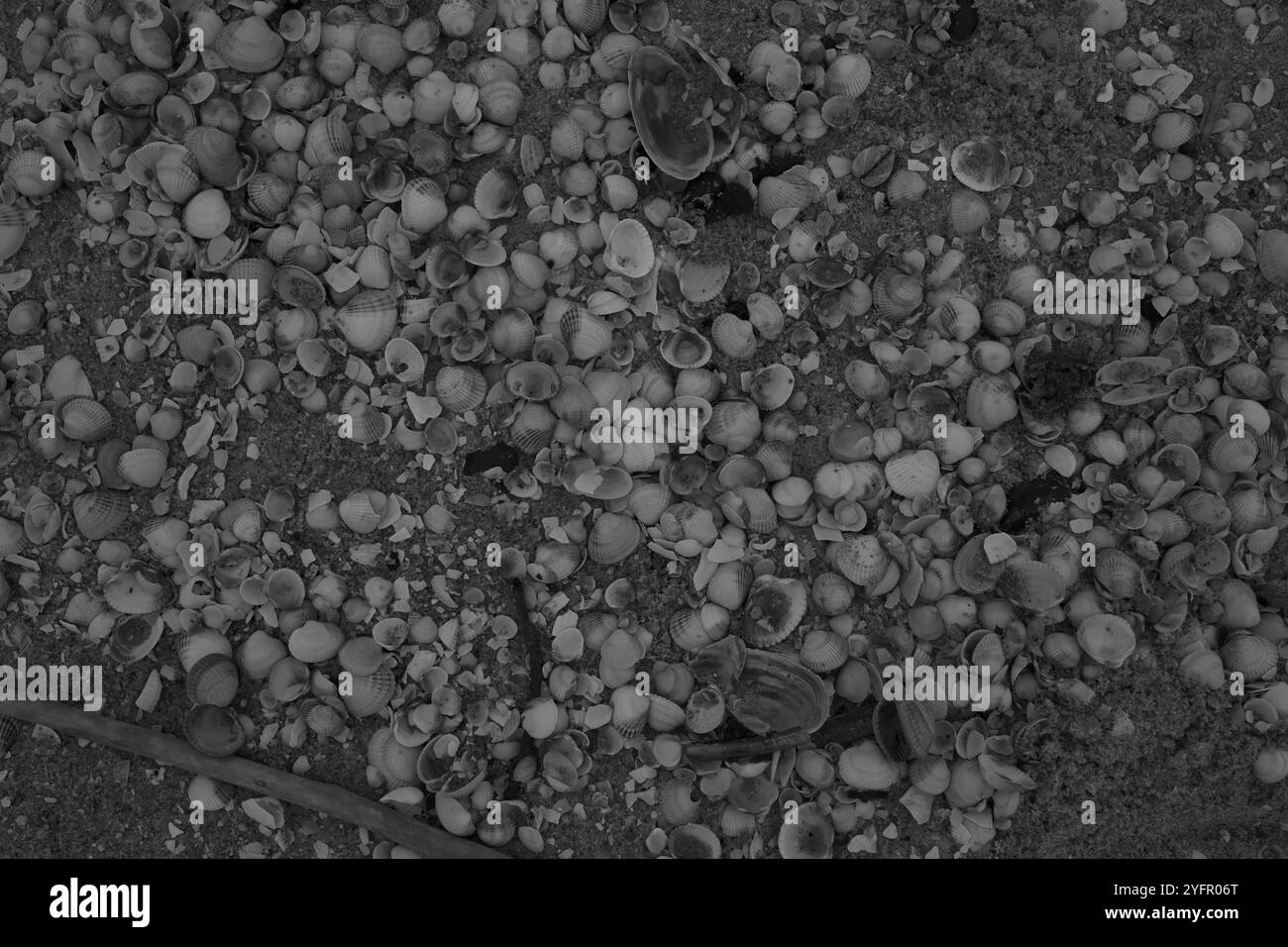 Ängelholm, Skåne, Svezia. 4 novembre 2024. Conchiglie sulla spiaggia. Foto Stock