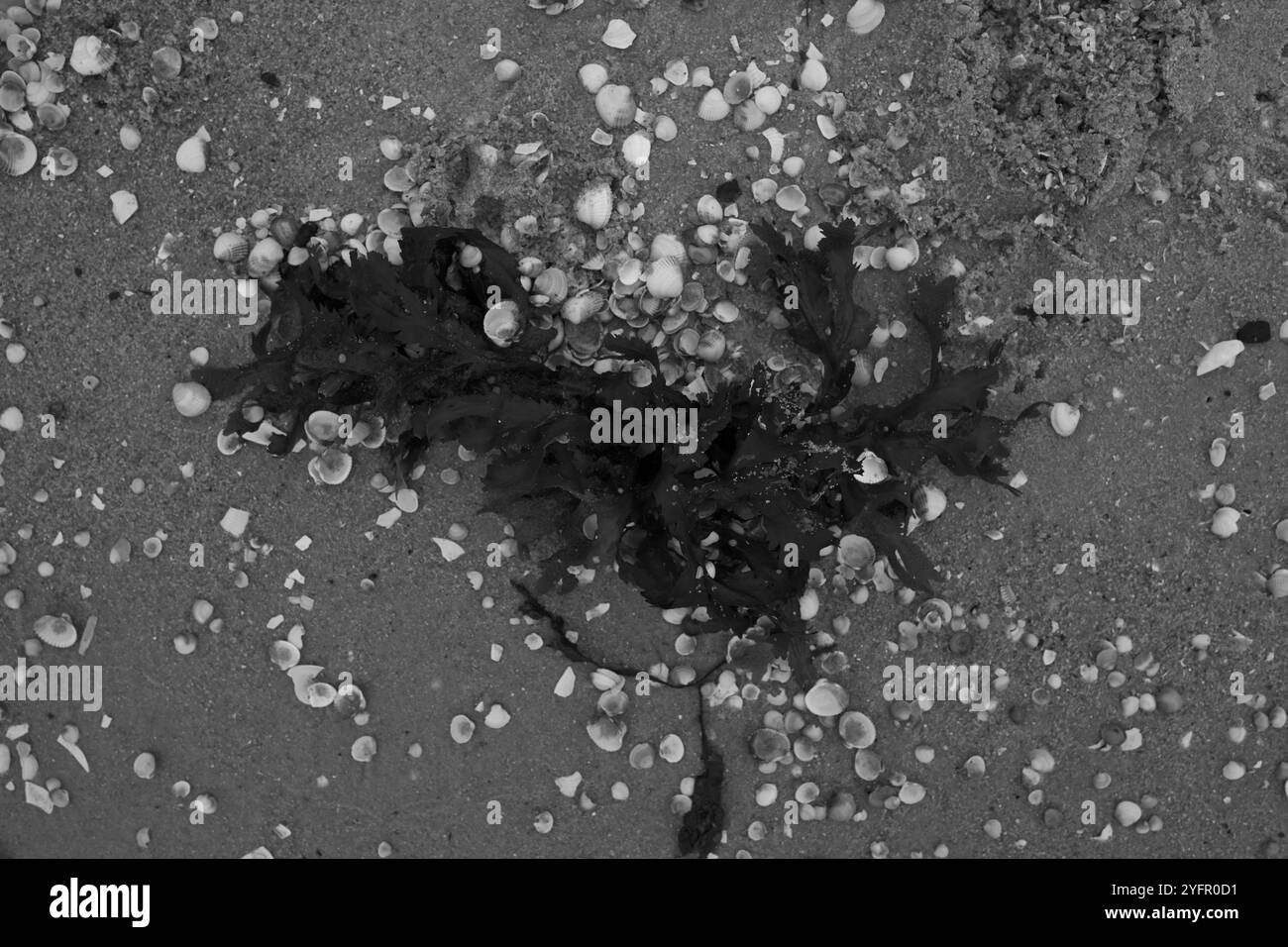 Ängelholm, Skåne, Svezia. 4 novembre 2024. Conchiglie sulla spiaggia. Foto Stock