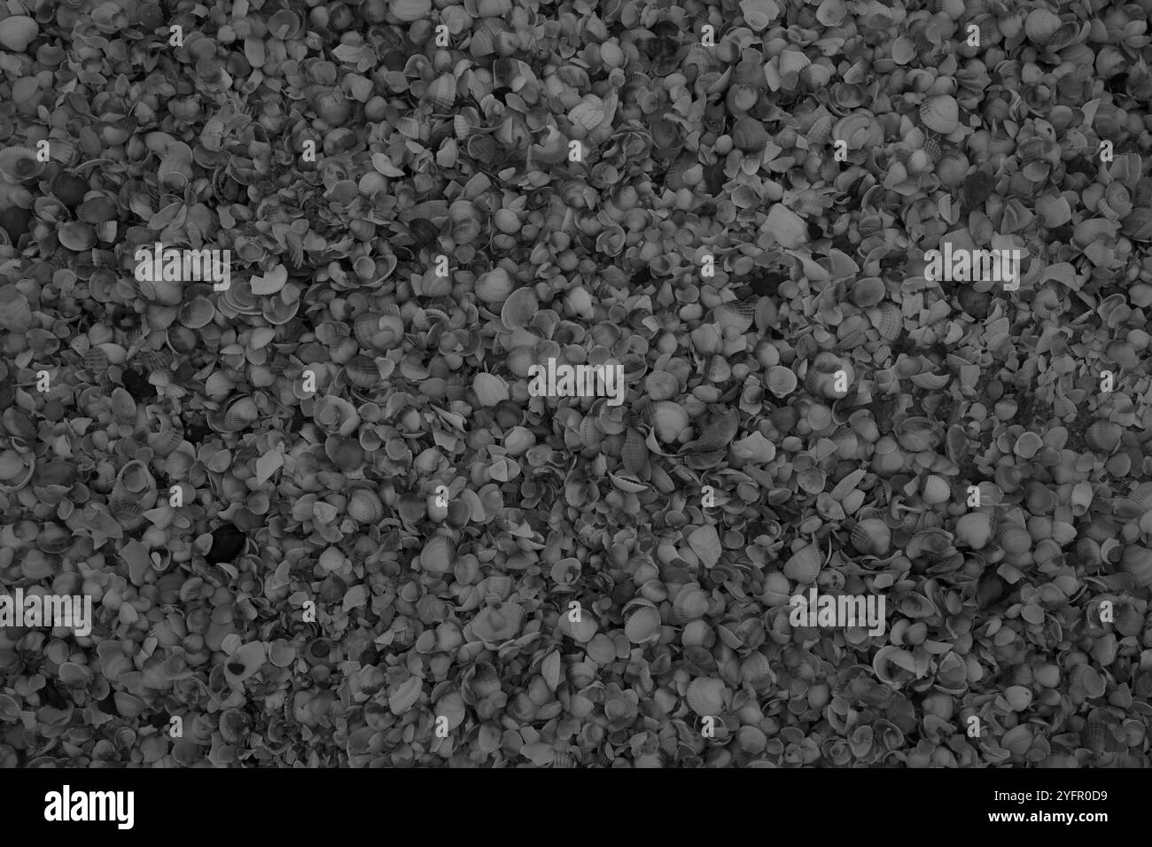 Ängelholm, Skåne, Svezia. 4 novembre 2024. Conchiglie sulla spiaggia. Foto Stock