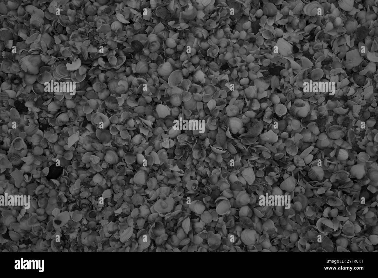 Ängelholm, Skåne, Svezia. 4 novembre 2024. Conchiglie sulla spiaggia. Foto Stock