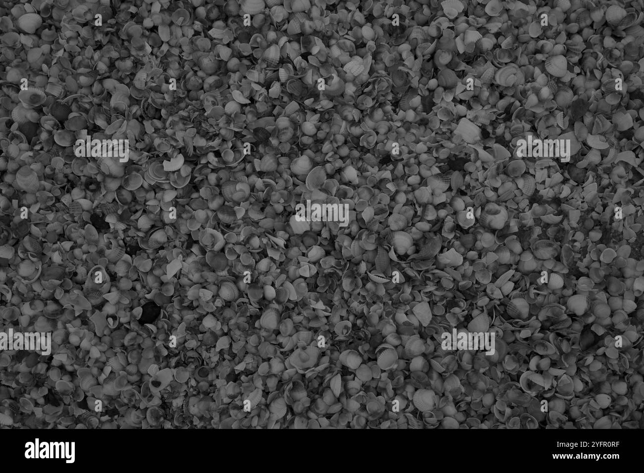 Ängelholm, Skåne, Svezia. 4 novembre 2024. Conchiglie sulla spiaggia. Foto Stock