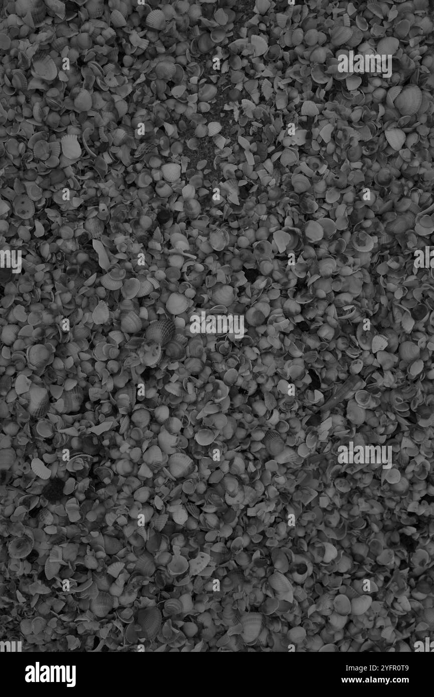 Ängelholm, Skåne, Svezia. 4 novembre 2024. Conchiglie sulla spiaggia. Foto Stock