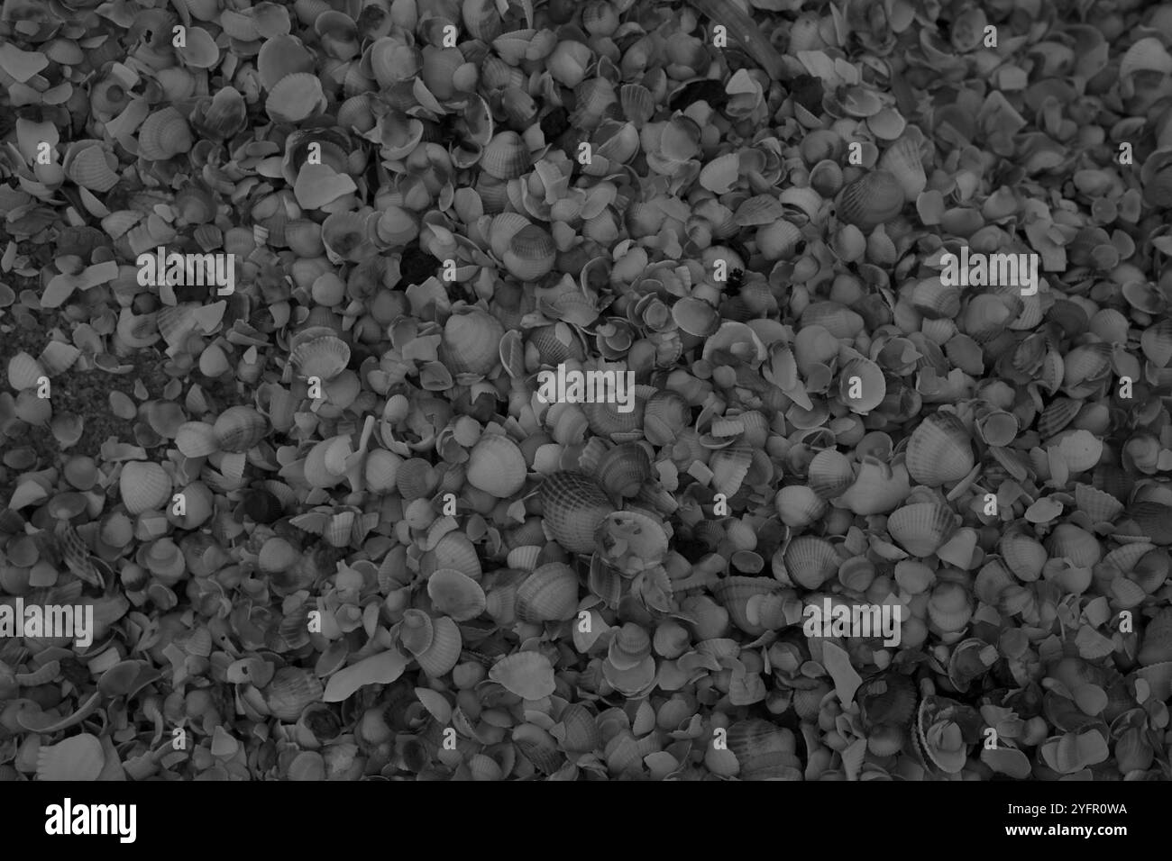 Ängelholm, Skåne, Svezia. 4 novembre 2024. Conchiglie sulla spiaggia. Foto Stock