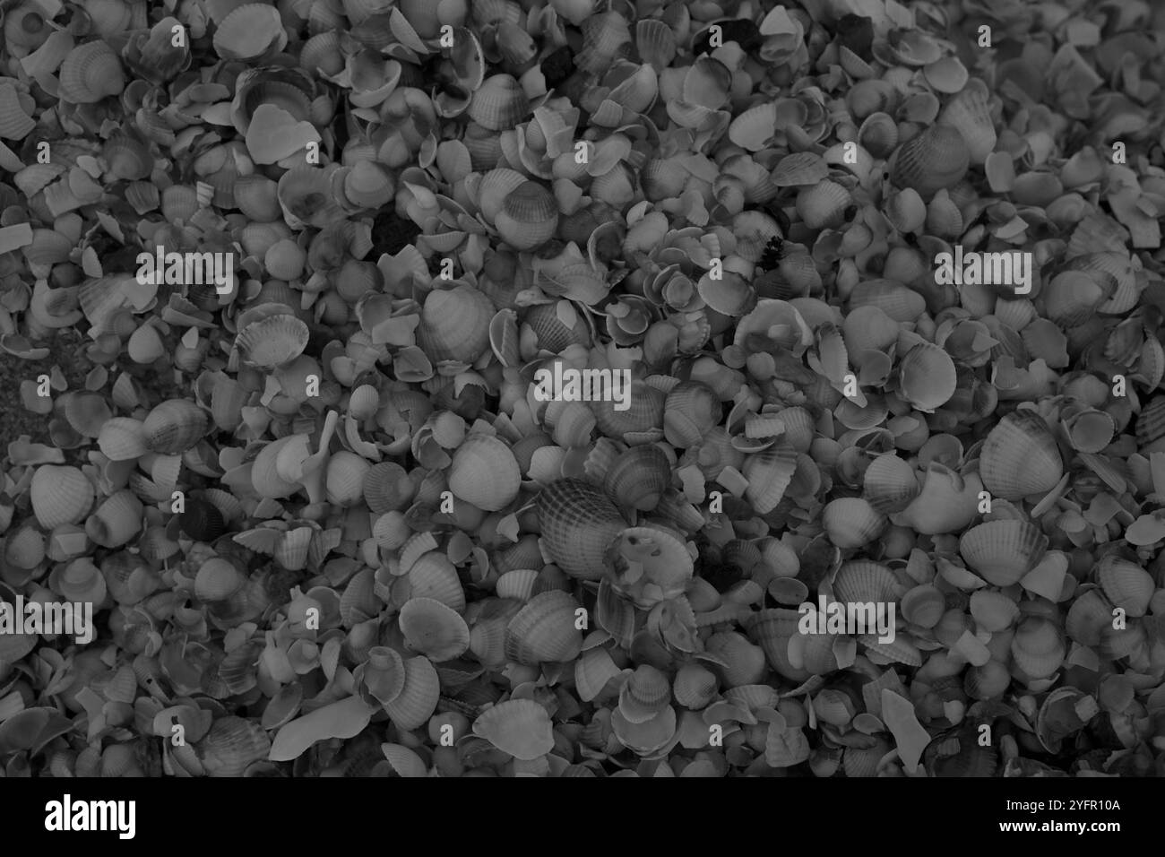 Ängelholm, Skåne, Svezia. 4 novembre 2024. Conchiglie sulla spiaggia. Foto Stock