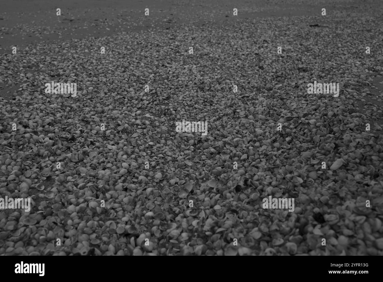 Ängelholm, Skåne, Svezia. 4 novembre 2024. Conchiglie sulla spiaggia. Foto Stock