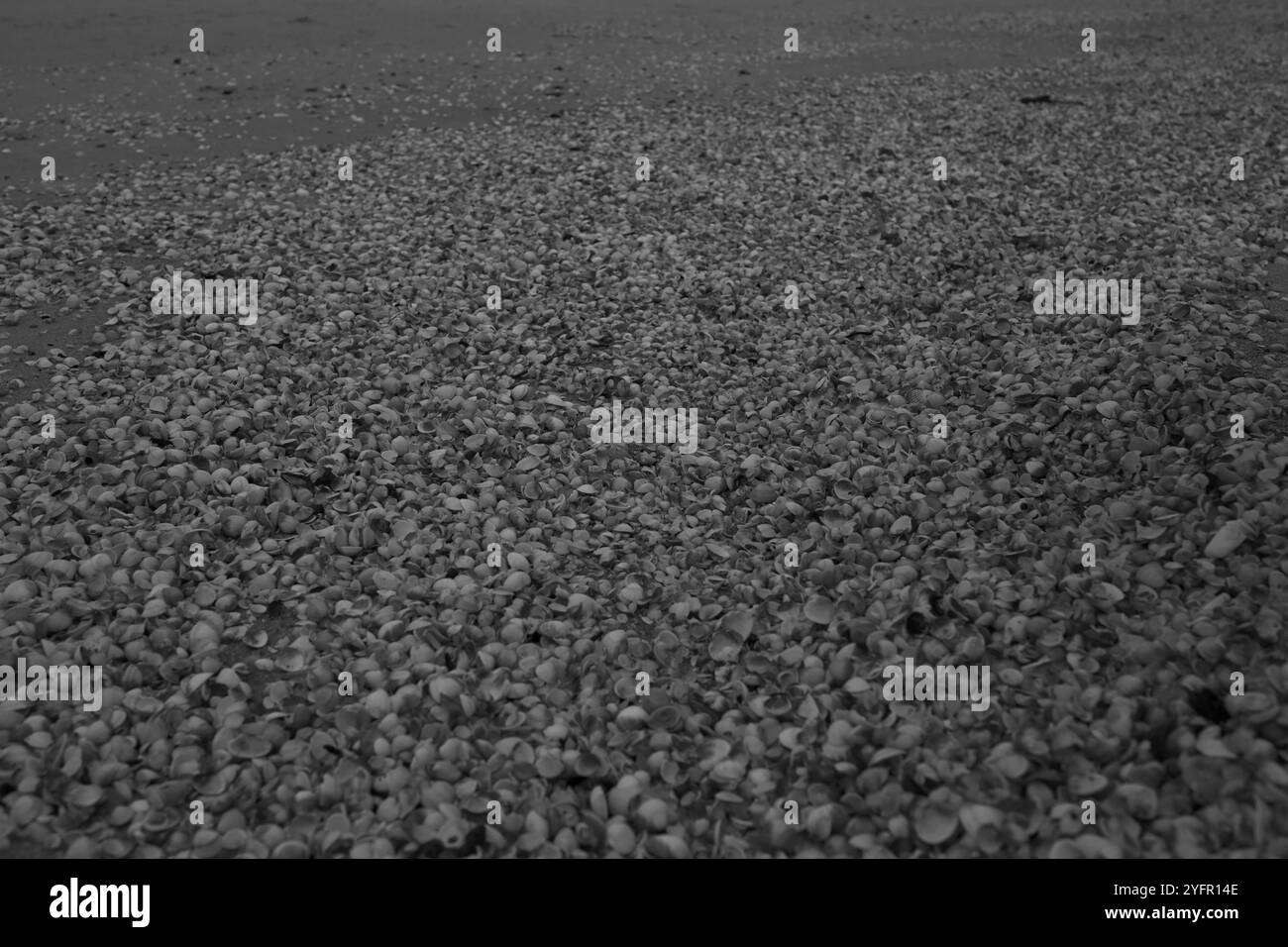 Ängelholm, Skåne, Svezia. 4 novembre 2024. Conchiglie sulla spiaggia. Foto Stock