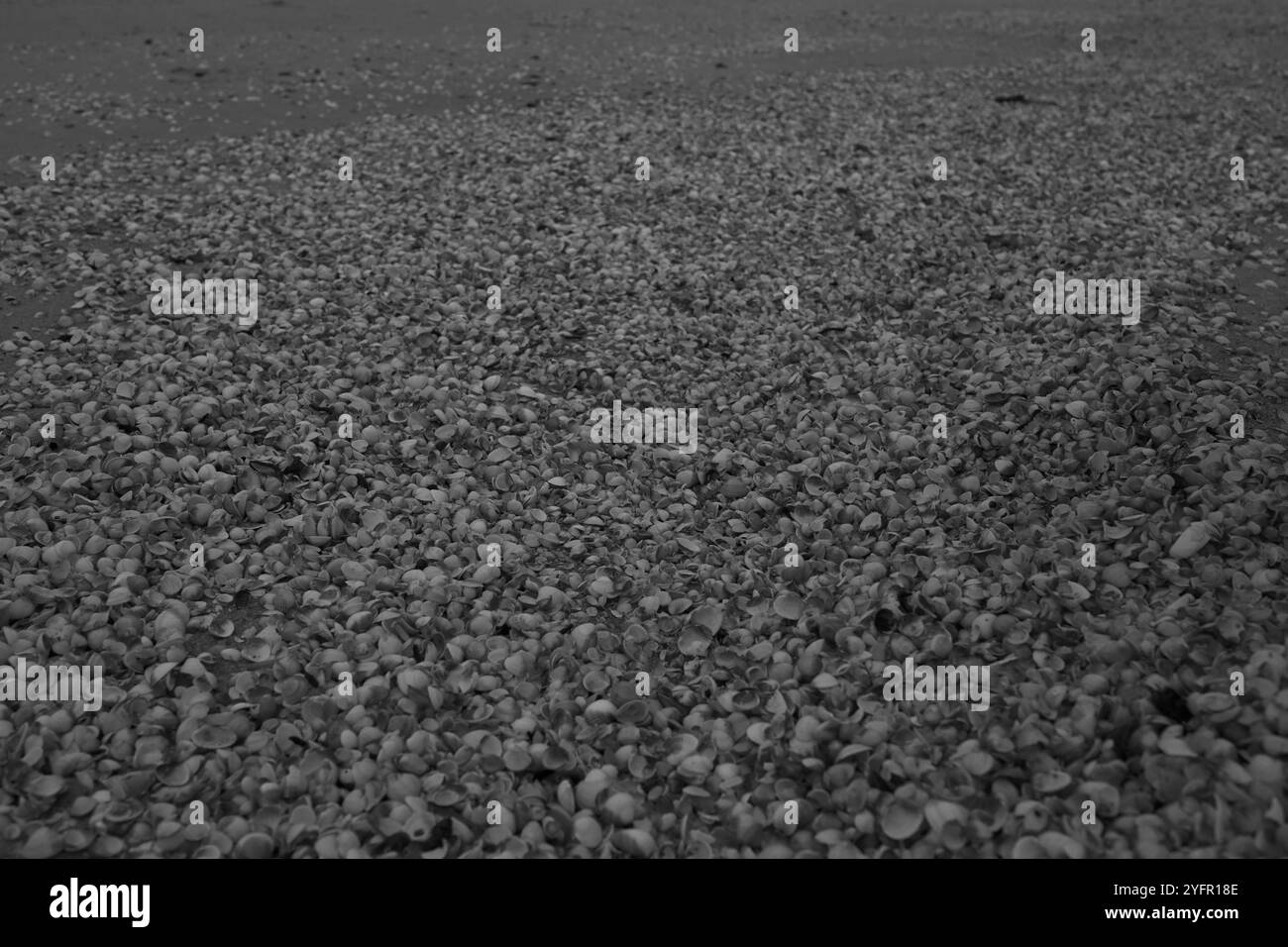Ängelholm, Skåne, Svezia. 4 novembre 2024. Conchiglie sulla spiaggia. Foto Stock