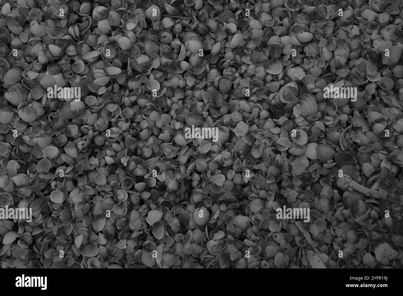 Ängelholm, Skåne, Svezia. 4 novembre 2024. Conchiglie sulla spiaggia. Foto Stock