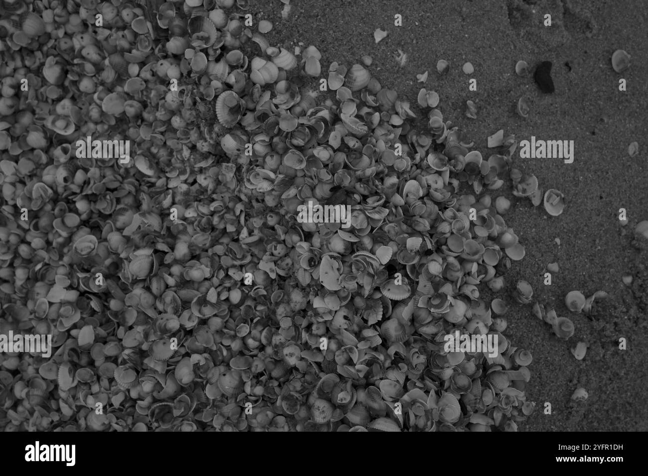 Ängelholm, Skåne, Svezia. 4 novembre 2024. Conchiglie sulla spiaggia. Foto Stock