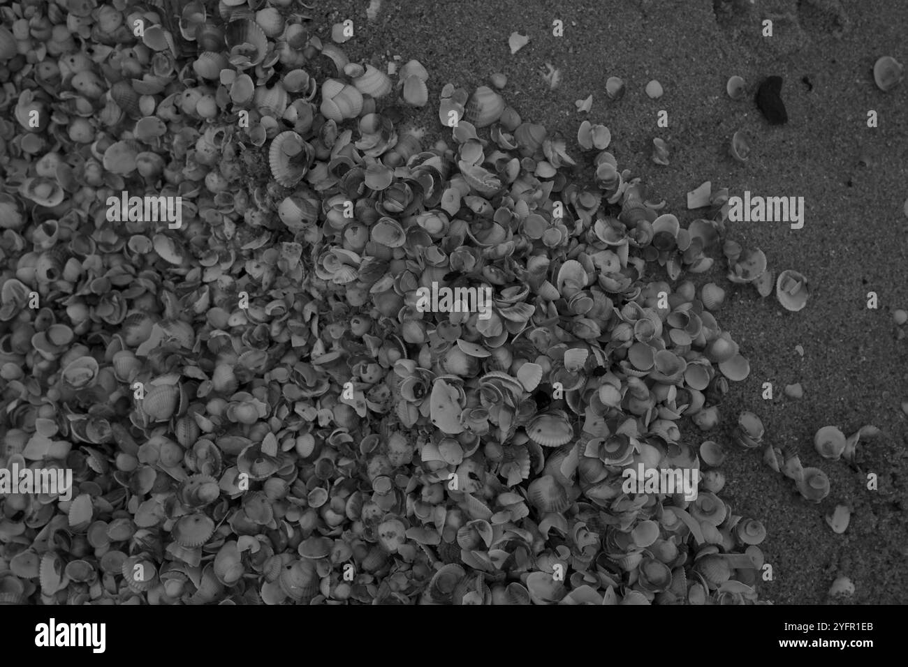 Ängelholm, Skåne, Svezia. 4 novembre 2024. Conchiglie sulla spiaggia. Foto Stock