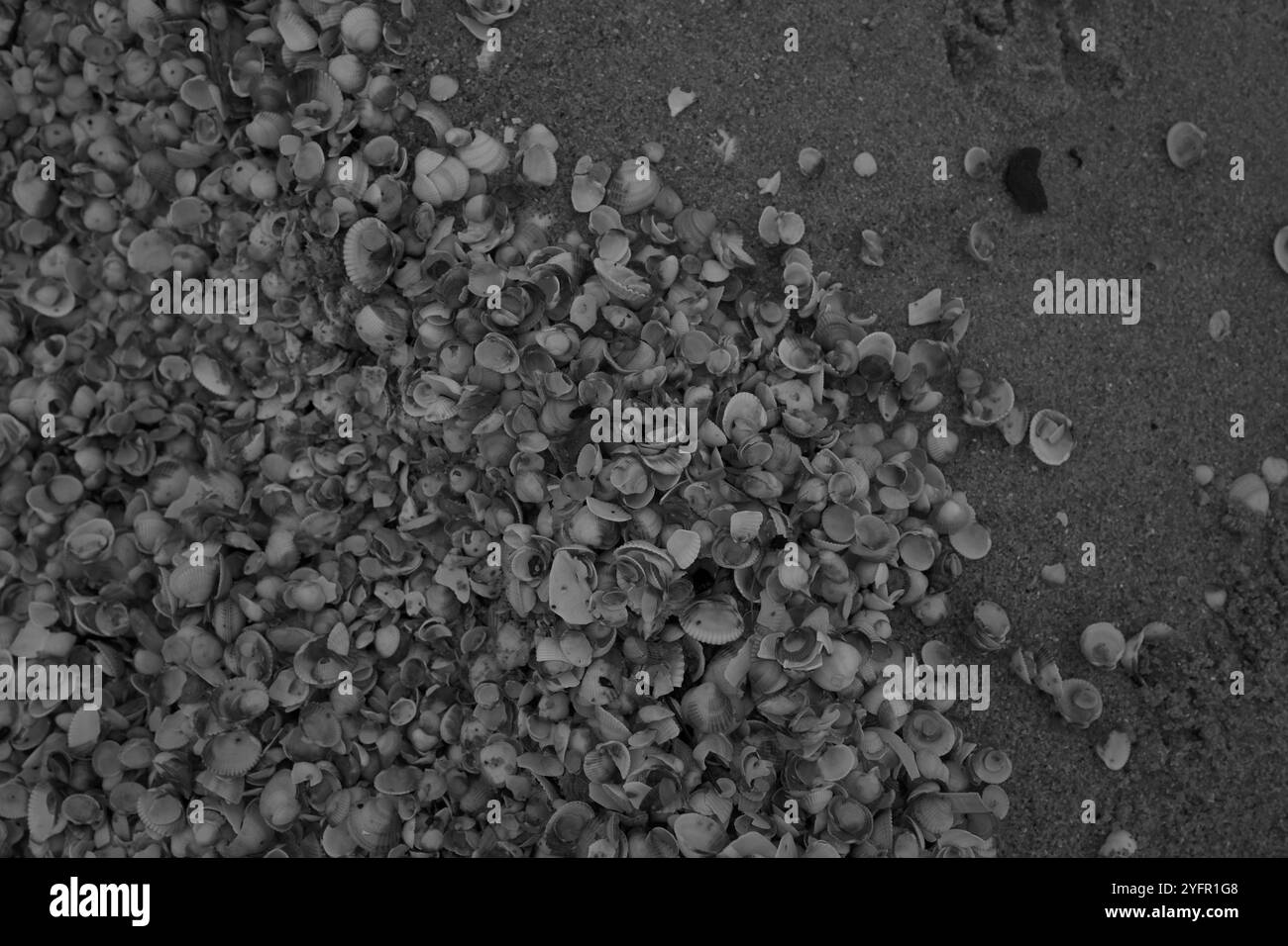 Ängelholm, Skåne, Svezia. 4 novembre 2024. Conchiglie sulla spiaggia. Foto Stock