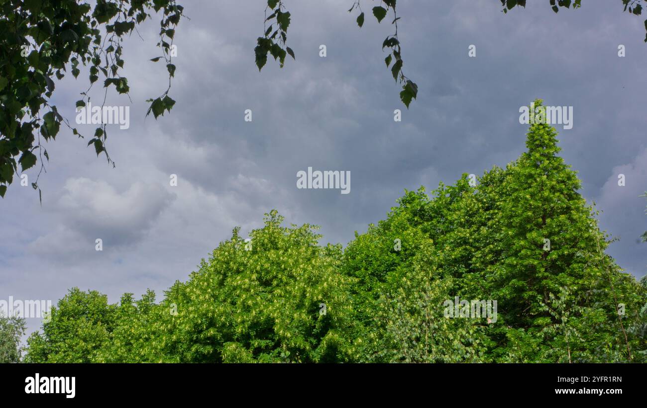 Le cime dei tigli in fiore contro il cielo piovoso nel parco in primavera. Sfondo naturale. Banner Web. Foto Stock