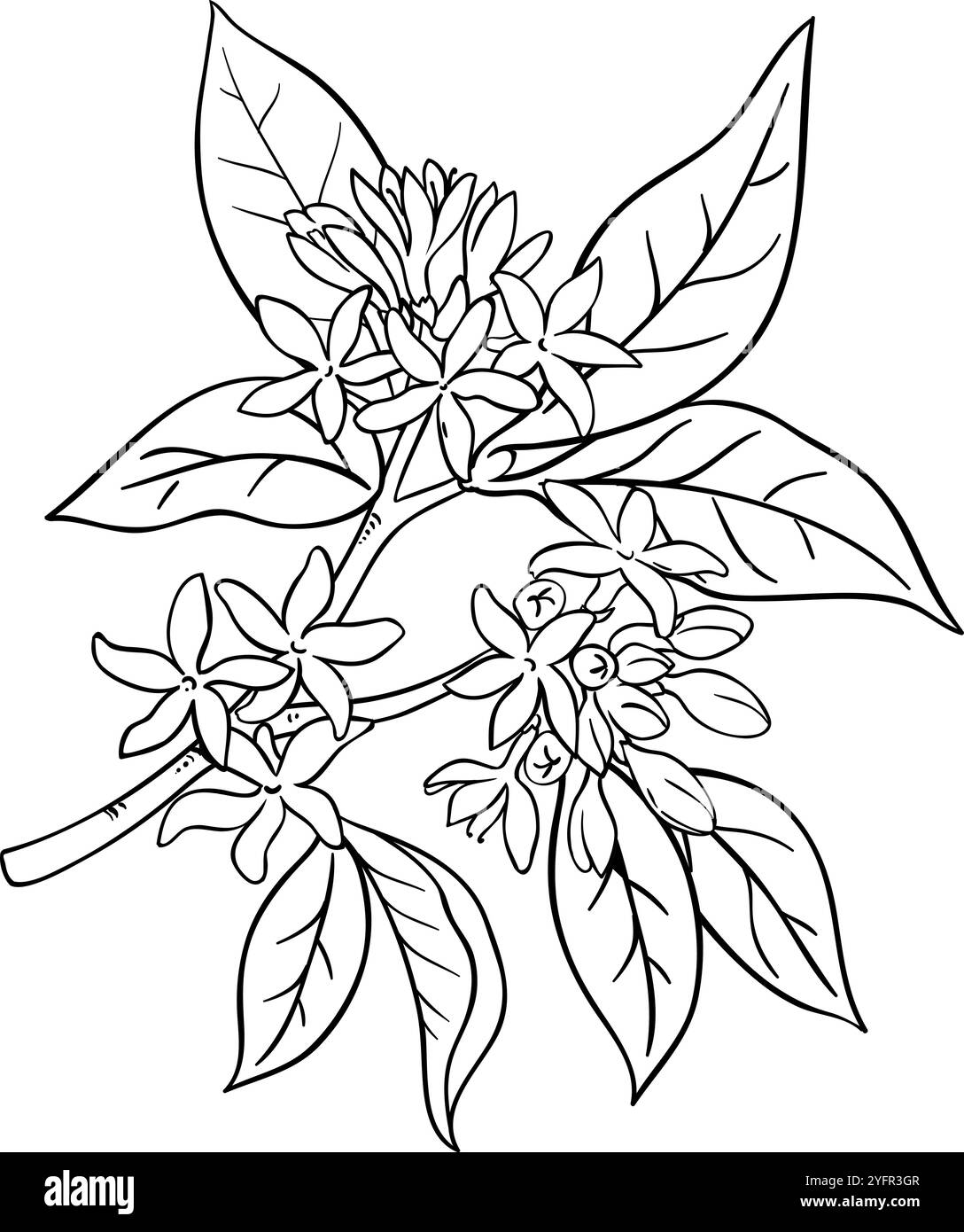 Illustrazione del ramo del caffè con profilo dei fiori. Illustrazione Vettoriale