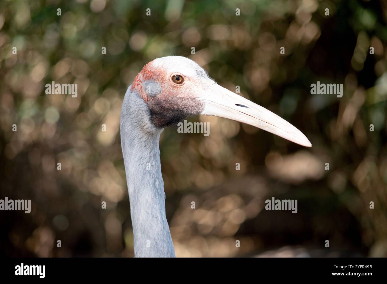Il Brolga è di colore grigio pallido con un evidente cerotto rosso-arancione sulla testa con un dewlap nero (pezzetto di pelle) appeso sotto il mento. Foto Stock