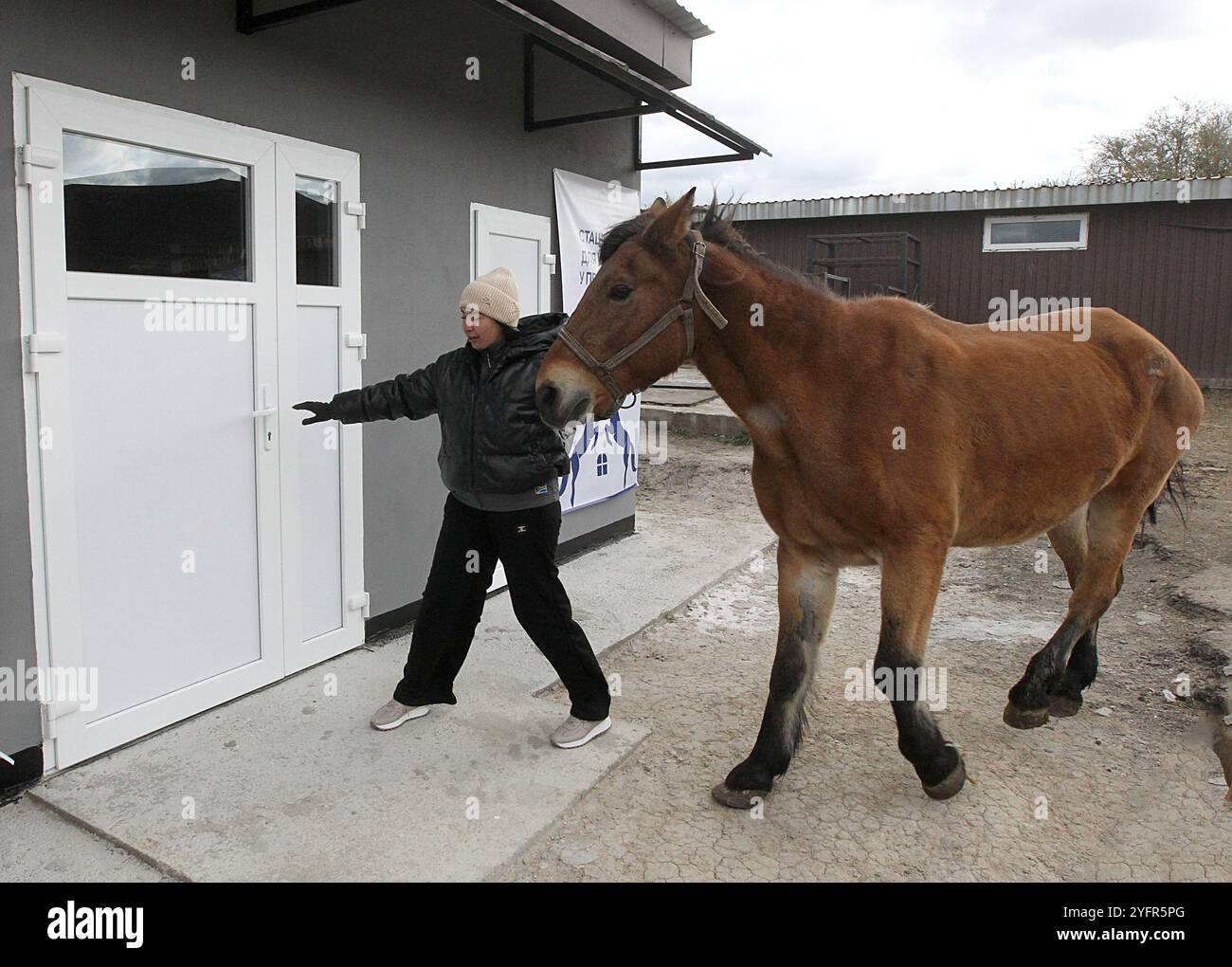 Non esclusiva: DNIPRO, UCRAINA - 4 NOVEMBRE 2024 - la fondatrice del rifugio Pegasus Olena Rusina conduce un cavallo all'ospedale per gli animali salvati Foto Stock