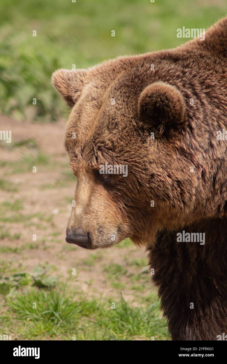 Faccia dell'orso da vicino Foto Stock