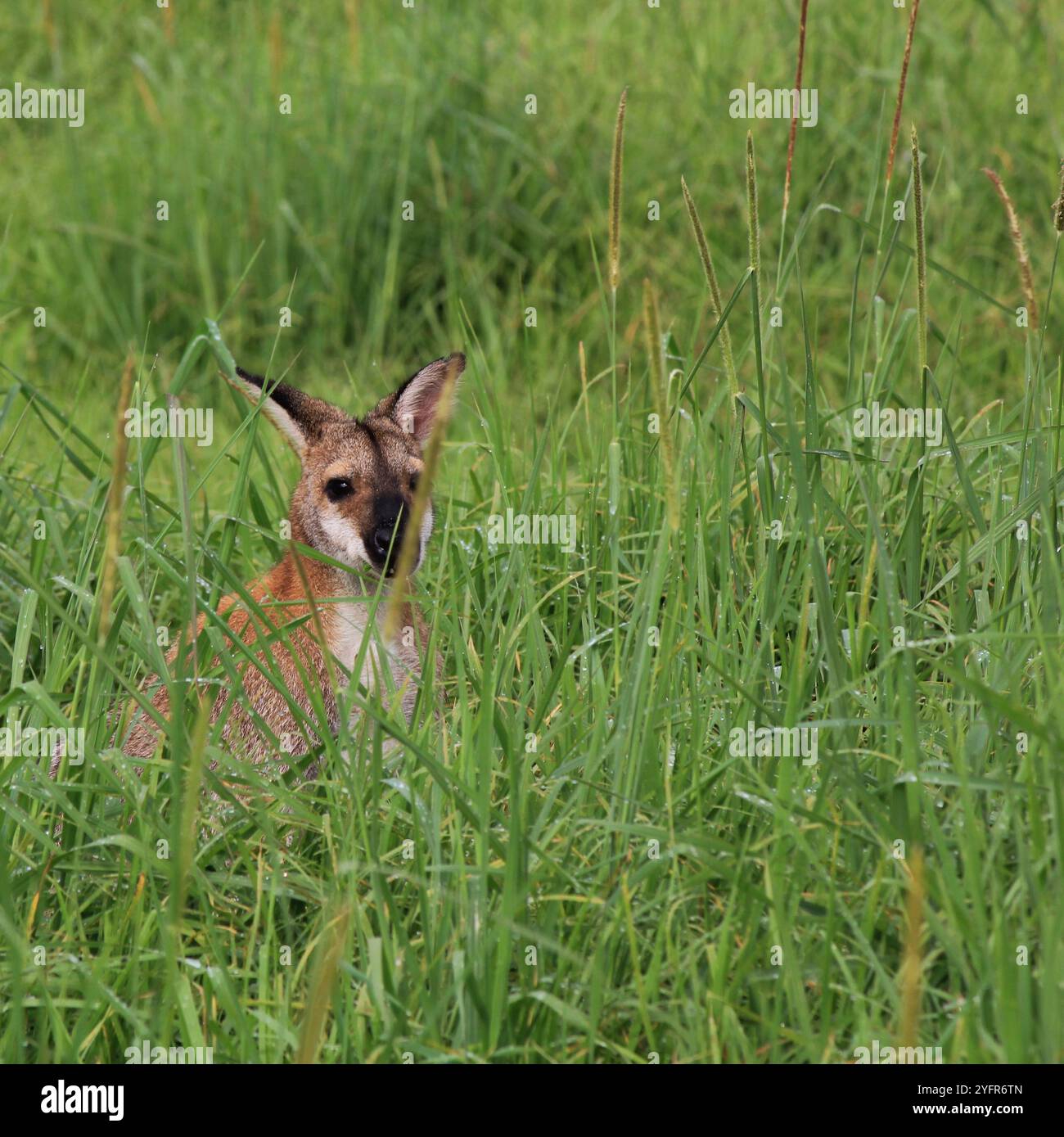 Wallaby, piccolo canguro nascosto nell'erba alta, Wauchope, Australia. Foto Stock