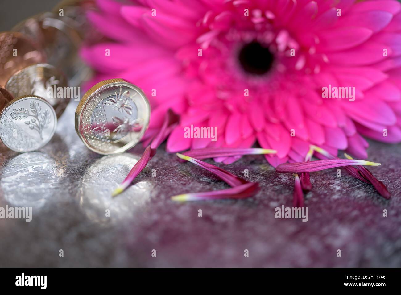 Sterling Coins, sua altezza reale Re Carlo III, in piedi su un top nero riflettente con un fiore rosa di Gerbera Foto Stock