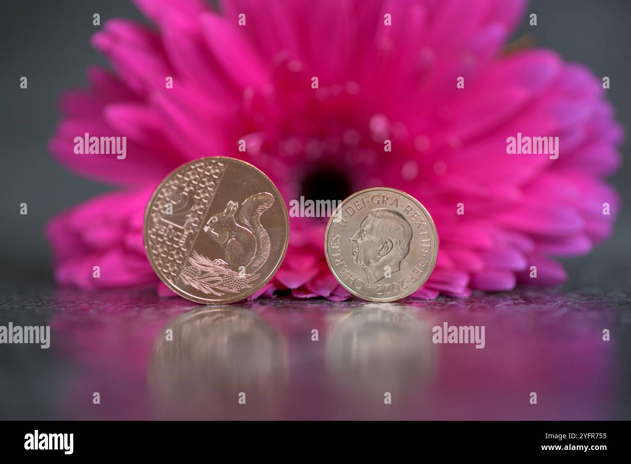 Sterling Coins, sua altezza reale Re Carlo III, in piedi su un top nero riflettente con un fiore rosa di Gerbera Foto Stock