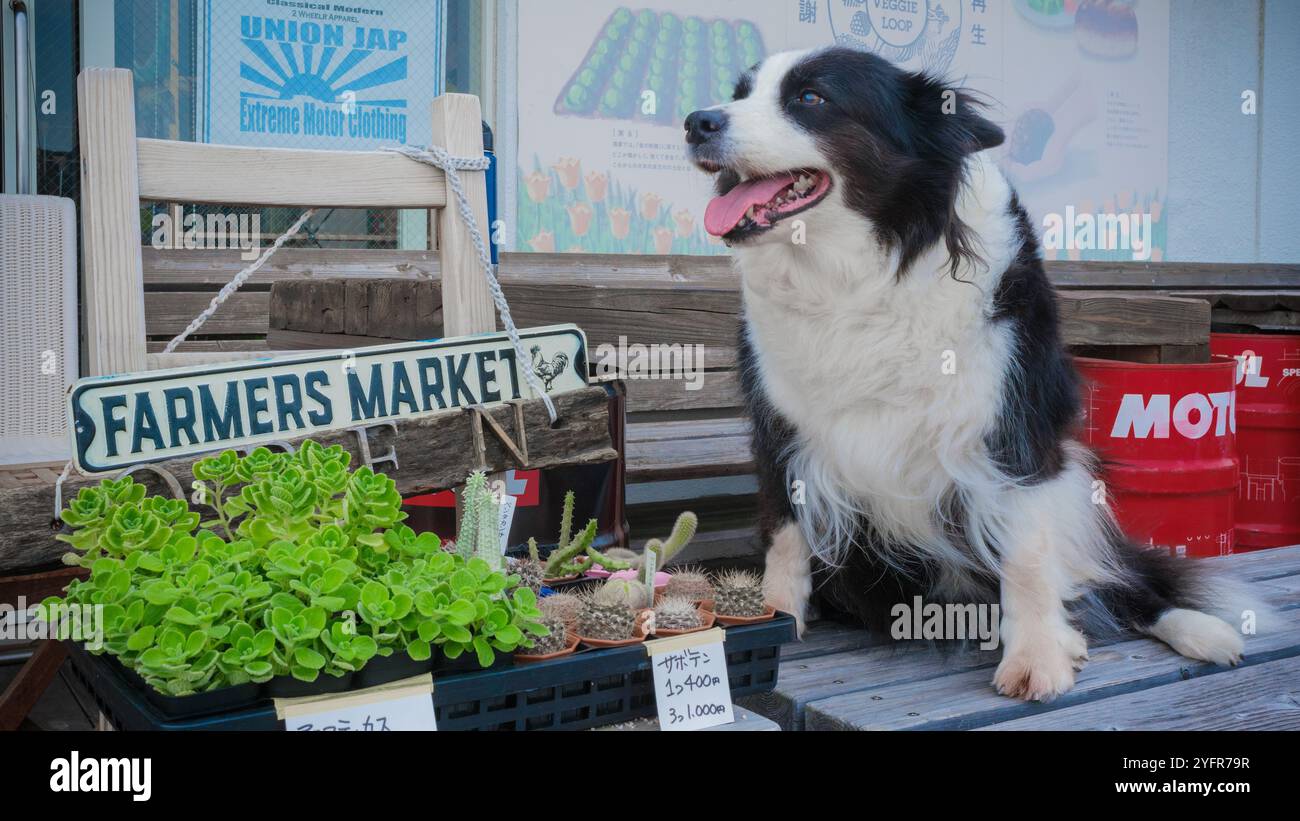 Il mio collie di confine, Dale-chan, fa una pausa allegra in un'area di sosta lungo la Route 134, a circa 400 metri (1.300 piedi) a ovest di Zushi, Kanagawa Foto Stock