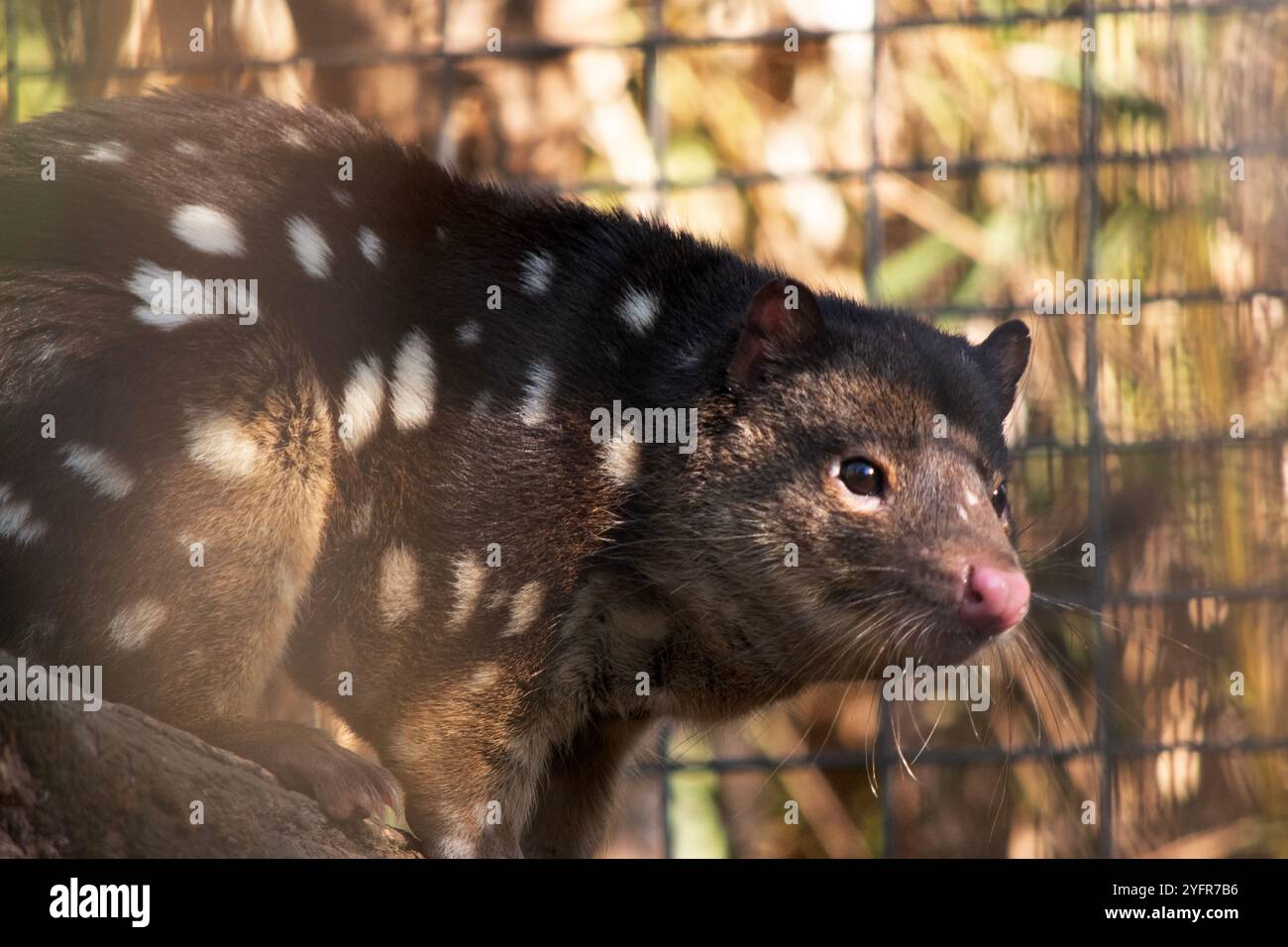 I Quoll dalla coda maculata sono marsupiali che hanno una pelliccia dal rosso intenso al marrone scuro e ricoperti da macchie bianche sul retro che continuano lungo la coda. Foto Stock