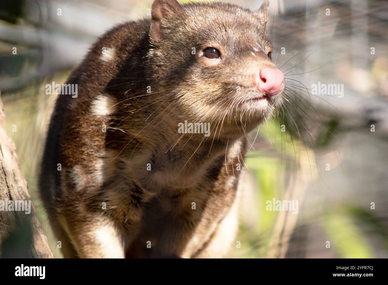 I Quoll dalla coda maculata sono marsupiali che hanno una pelliccia dal rosso intenso al marrone scuro e ricoperti da macchie bianche sul retro che continuano lungo la coda. Foto Stock