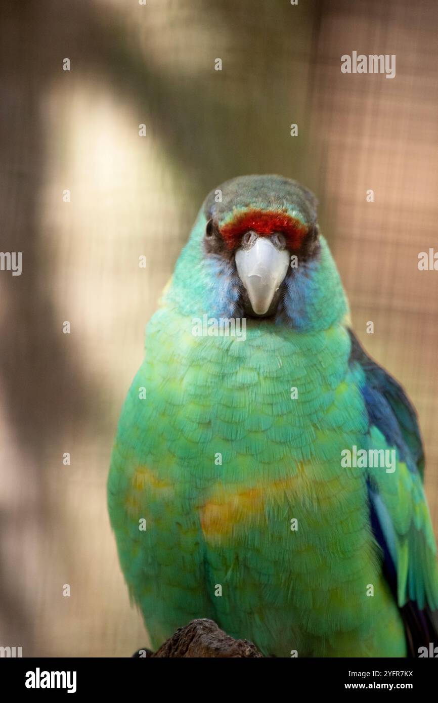 il pappagallo a collo di anello ha una linea rossa sopra il naso, una fronte nera e un petto verde Foto Stock