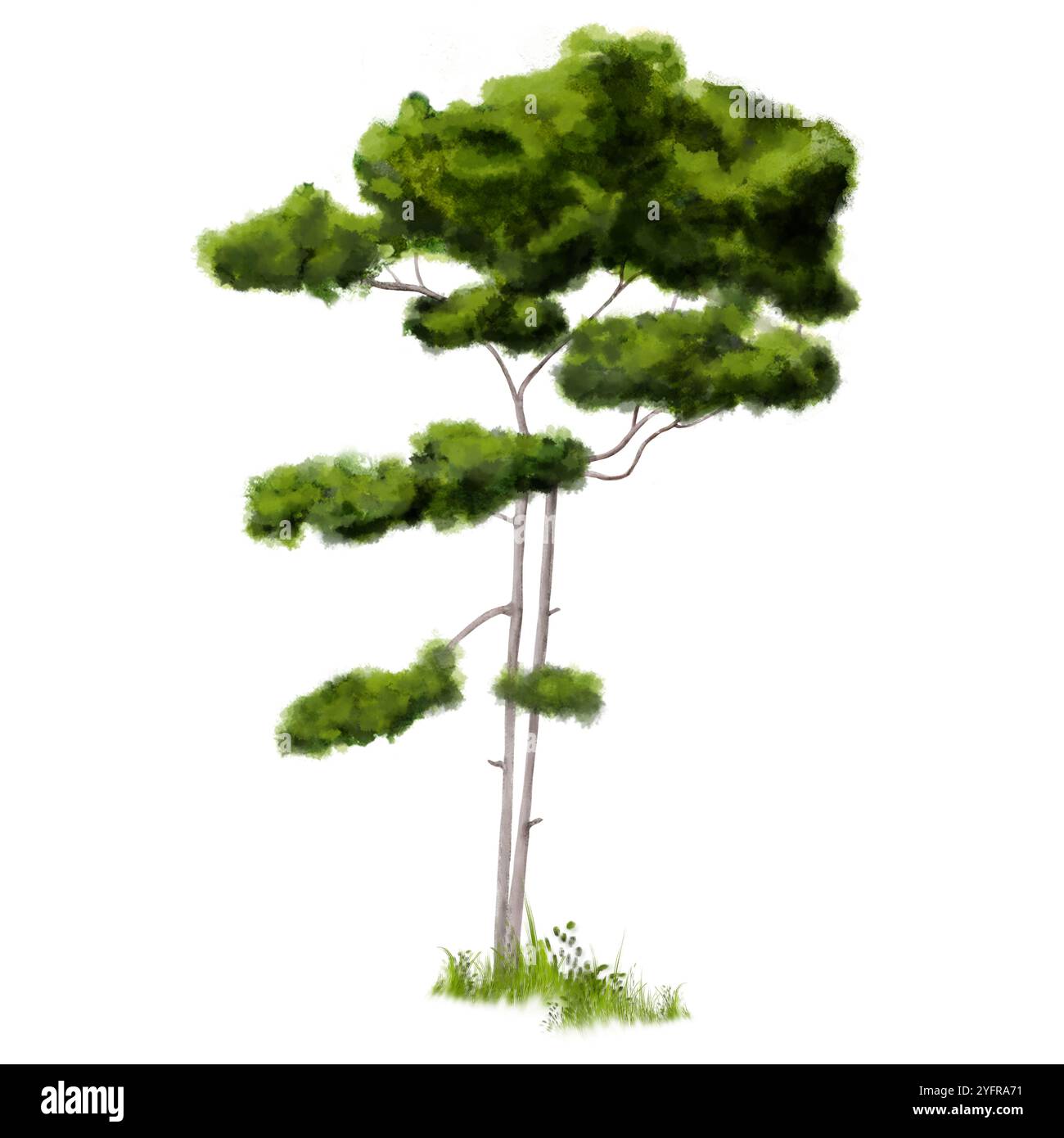 Snello pino verde con aghi lussureggianti. Illustrazione digitale acquerello. Carino albero di conifere isolato su sfondo bianco. Cespugli di erba selvatica. Foto Stock