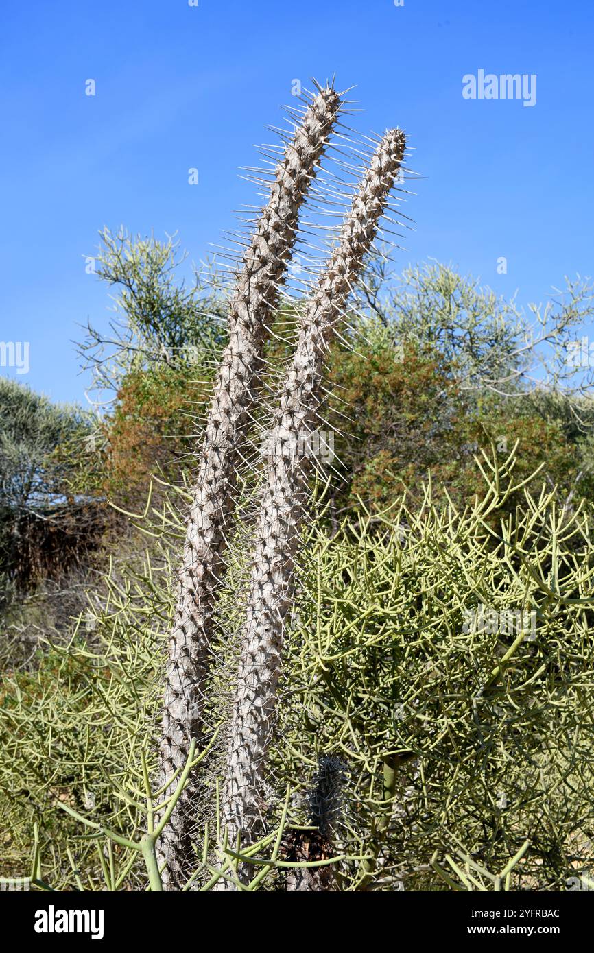 Il polpo (Didiera madagascariensis) è un arbusto spinoso endemico del Madagascar meridionale. Questa foto è stata scattata a Toliara, Madagascar. Foto Stock