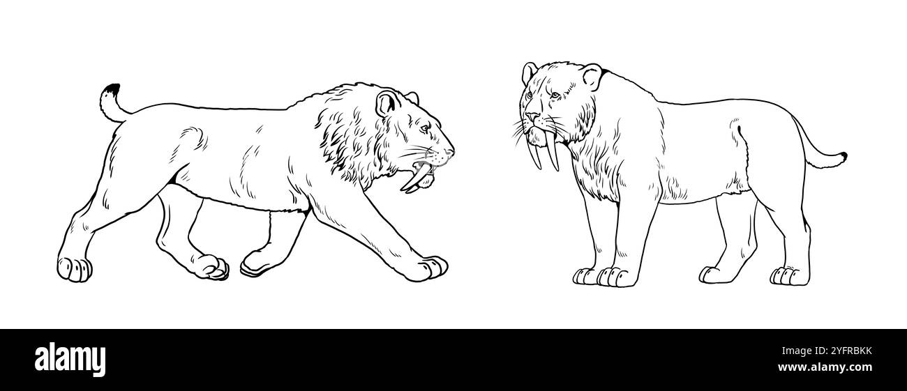 Gatto dei denti Saber da colorare. Animali che disegnano. Attacco gatto con denti sciabolati. Smilodon dell'era glaciale. Foto Stock
