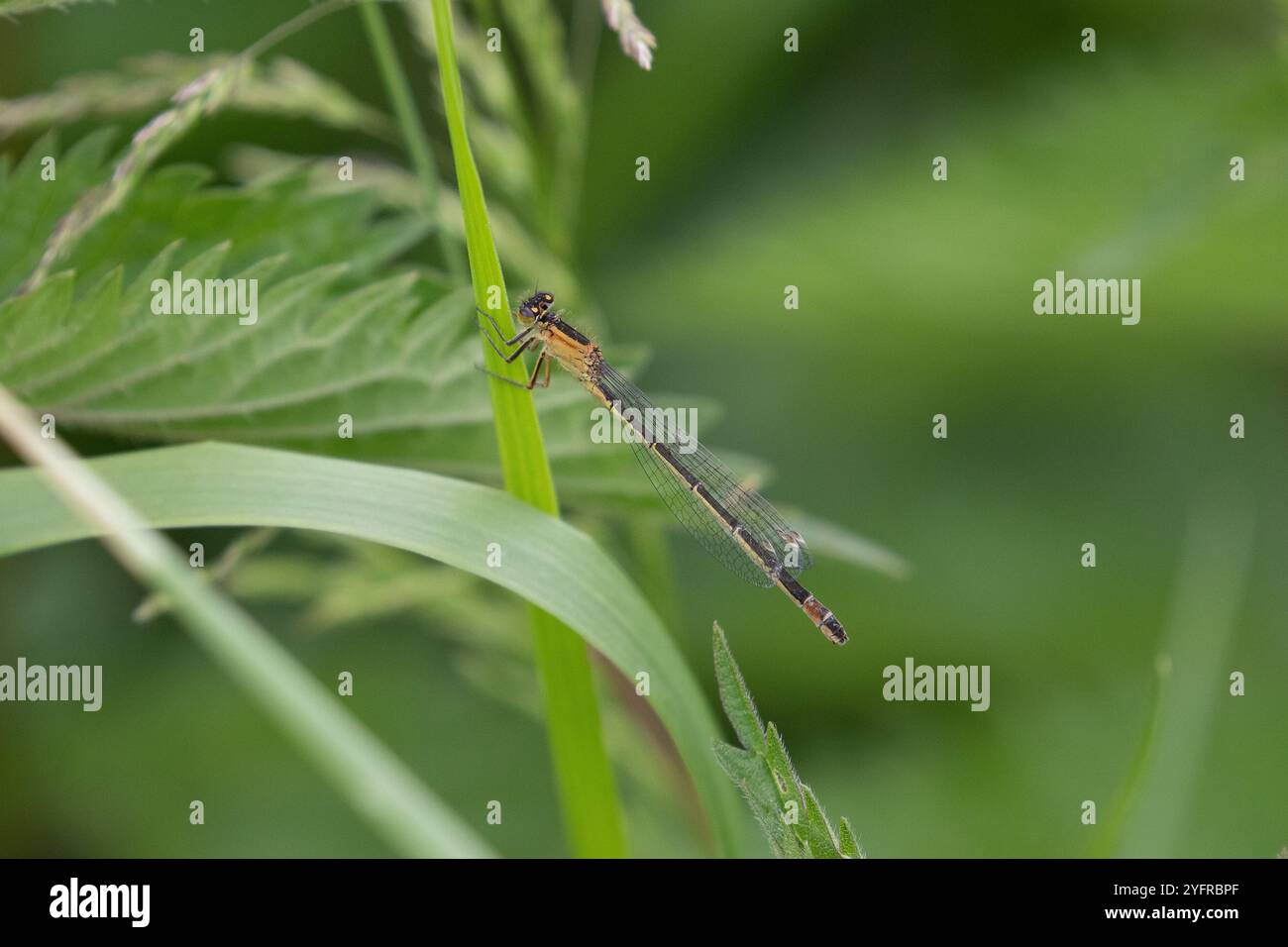 Damselfly dalla coda blu o Common Bluetail o Common Bluetip femminile rufescens-obsoleta - Ischnura elegans Foto Stock