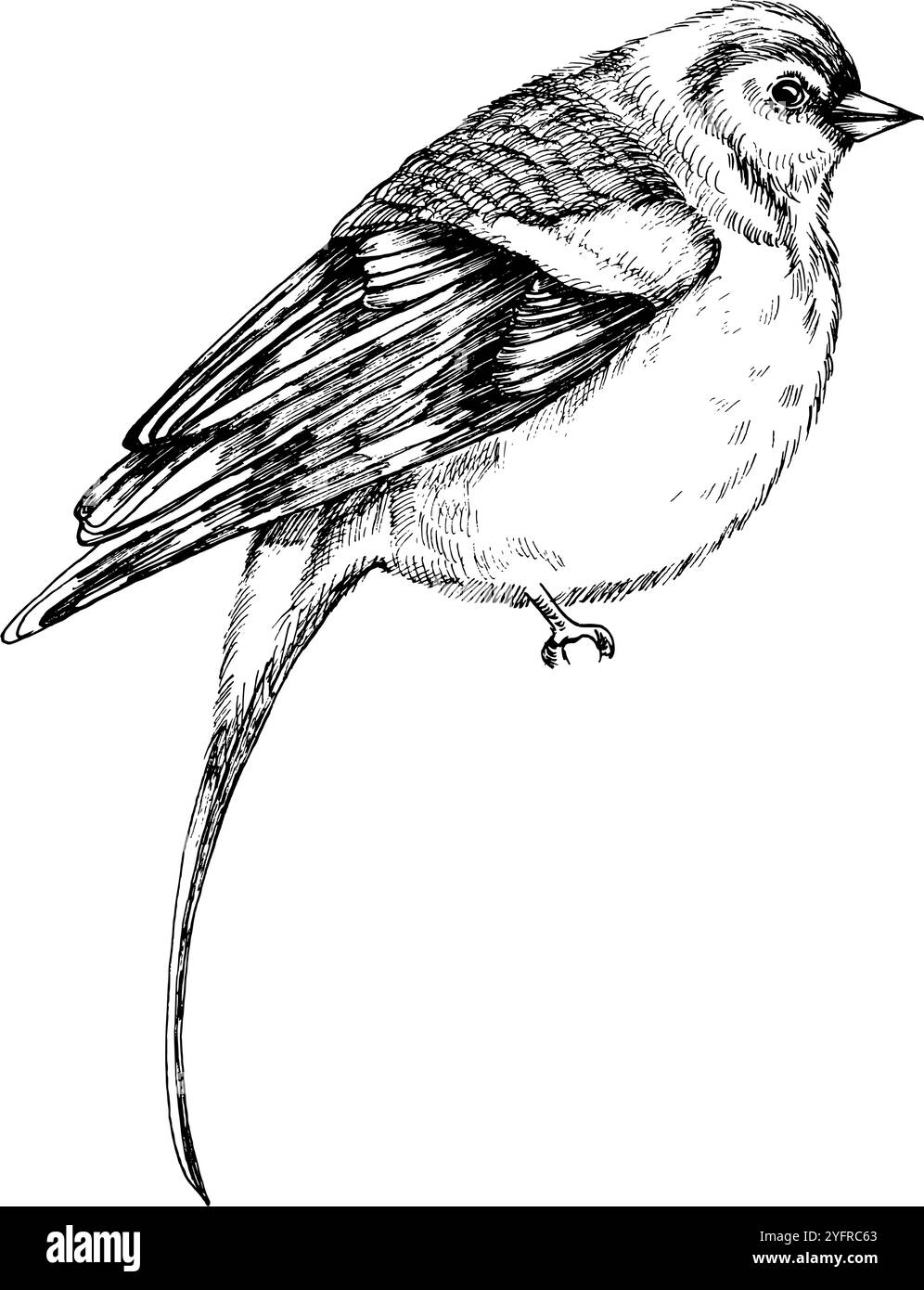 Grafica disegnata a mano dall'uccello selvatico della foresta d'inchiostro. Illustrazione monocromatica di un animale volante, silhouette con piume e coda lunga per libro, imballaggio, prodotto Illustrazione Vettoriale