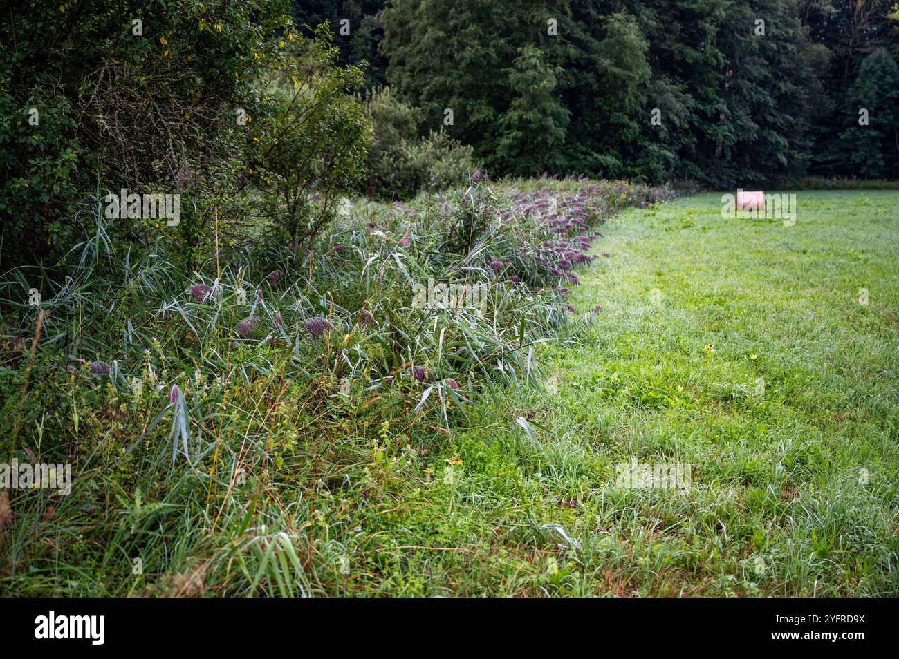 Prato falciato con pagliaio sullo sfondo, canne fiorite su terreno bagnato a sinistra, foresta. Foto Stock