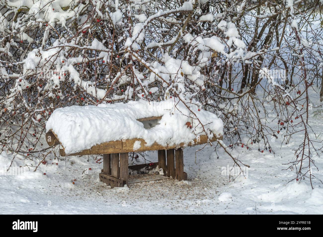 Alimentazione per dar da mangiare agli uccelli sotto la neve in inverno. Alsazia, Francia, Europa Foto Stock