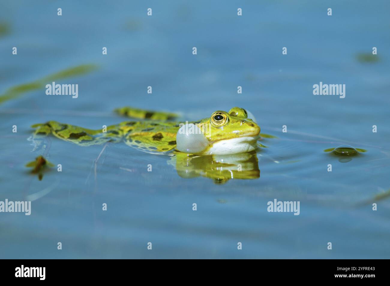 Rana di palude (Rana ridibunda) in uno stagno in primavera. Rana dalla testa nera (Rana ridibunda) in uno stagno in primavera. Frog emette i bassi gonfiando il suo Foto Stock