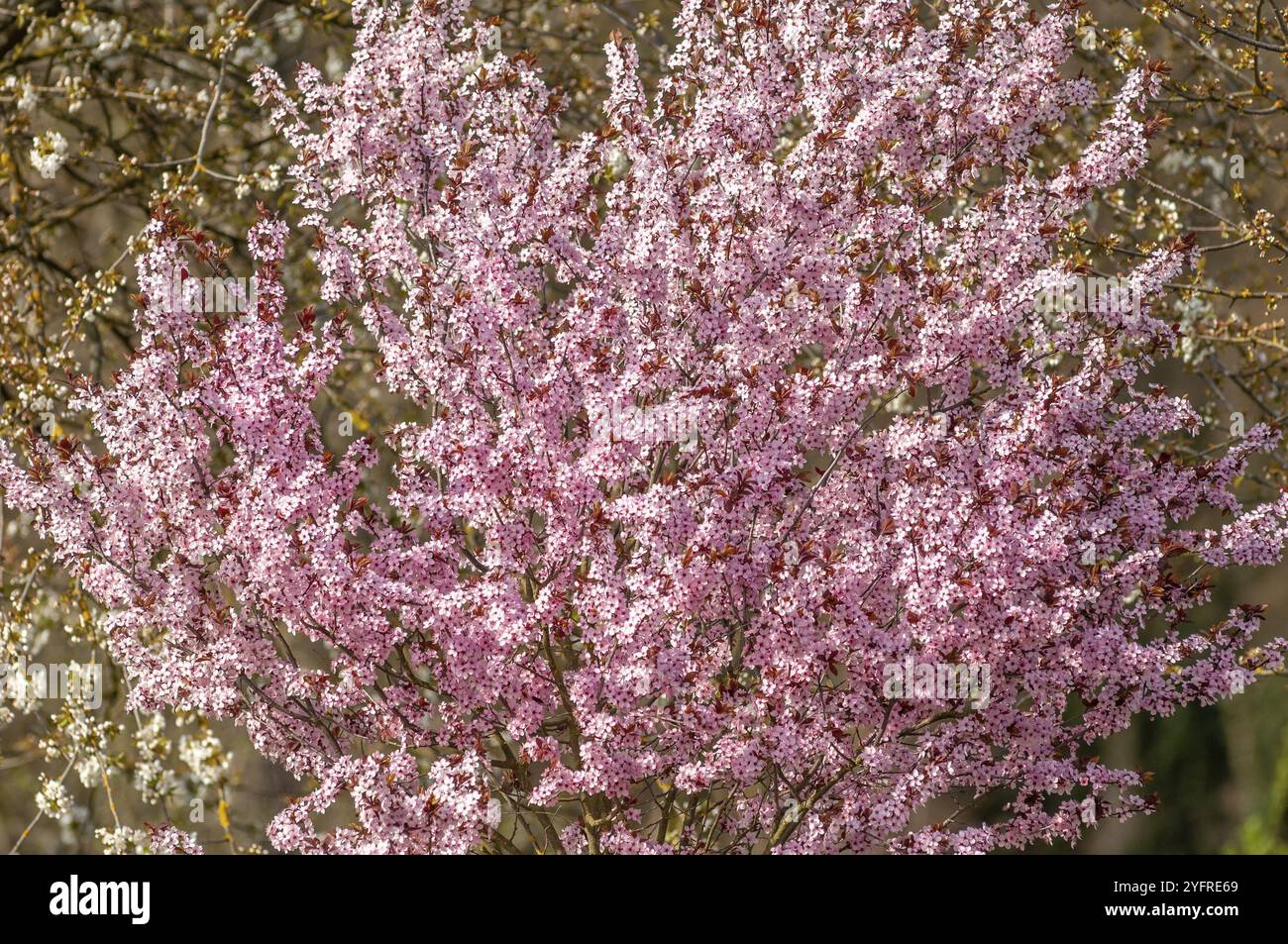 Albero decorativo con fiori rosa in una città in primavera. Alsazia, Grand Est, Francia, Europa Foto Stock