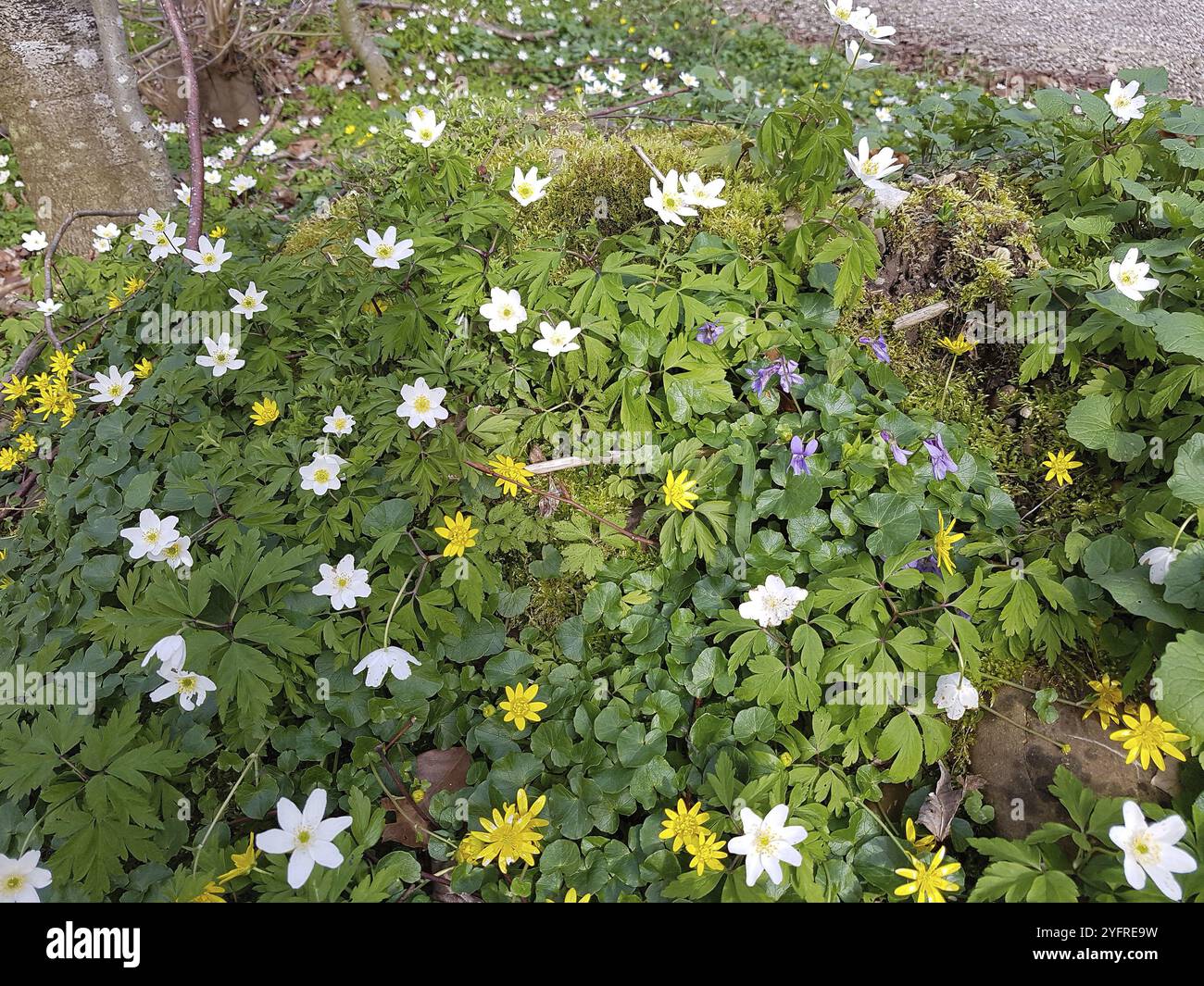 Fiori di bosco, anemone di legno bianco (Anamone nemorosa) celandina minore gialla (Ficaria verna) viola di legno (Viola reichenbachiana) Allgaeu, Bava Foto Stock