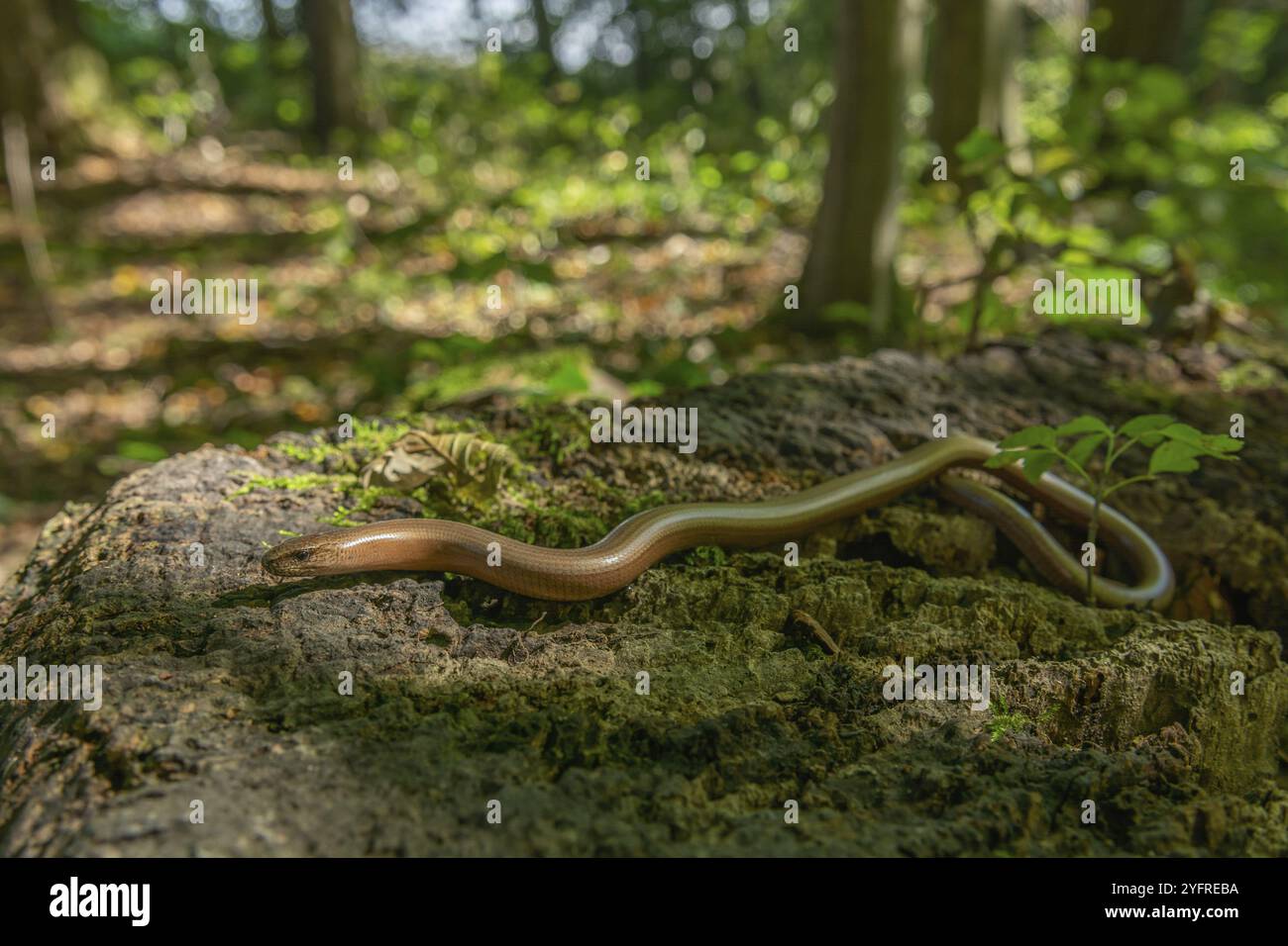 Verme lento (Anguis fragilis) sul pavimento della foresta. Alsazia, Francia, Europa Foto Stock