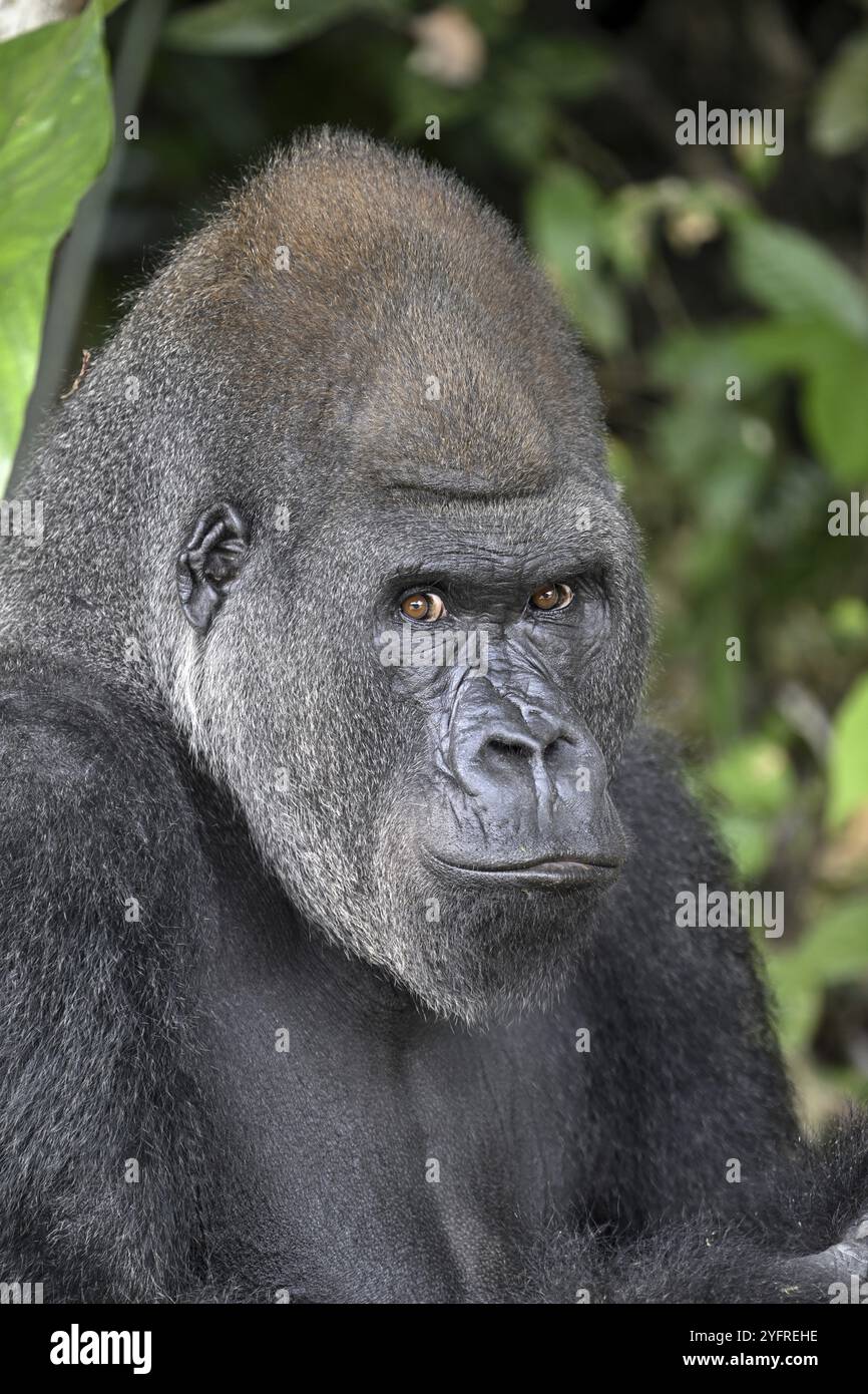 Gorilla di pianura occidentale (Gorilla gorilla gorilla) nella riserva naturale Lesio-Louna, vicino a Moembe, dipartimento dell'altopiano, Repubblica del Congo Foto Stock